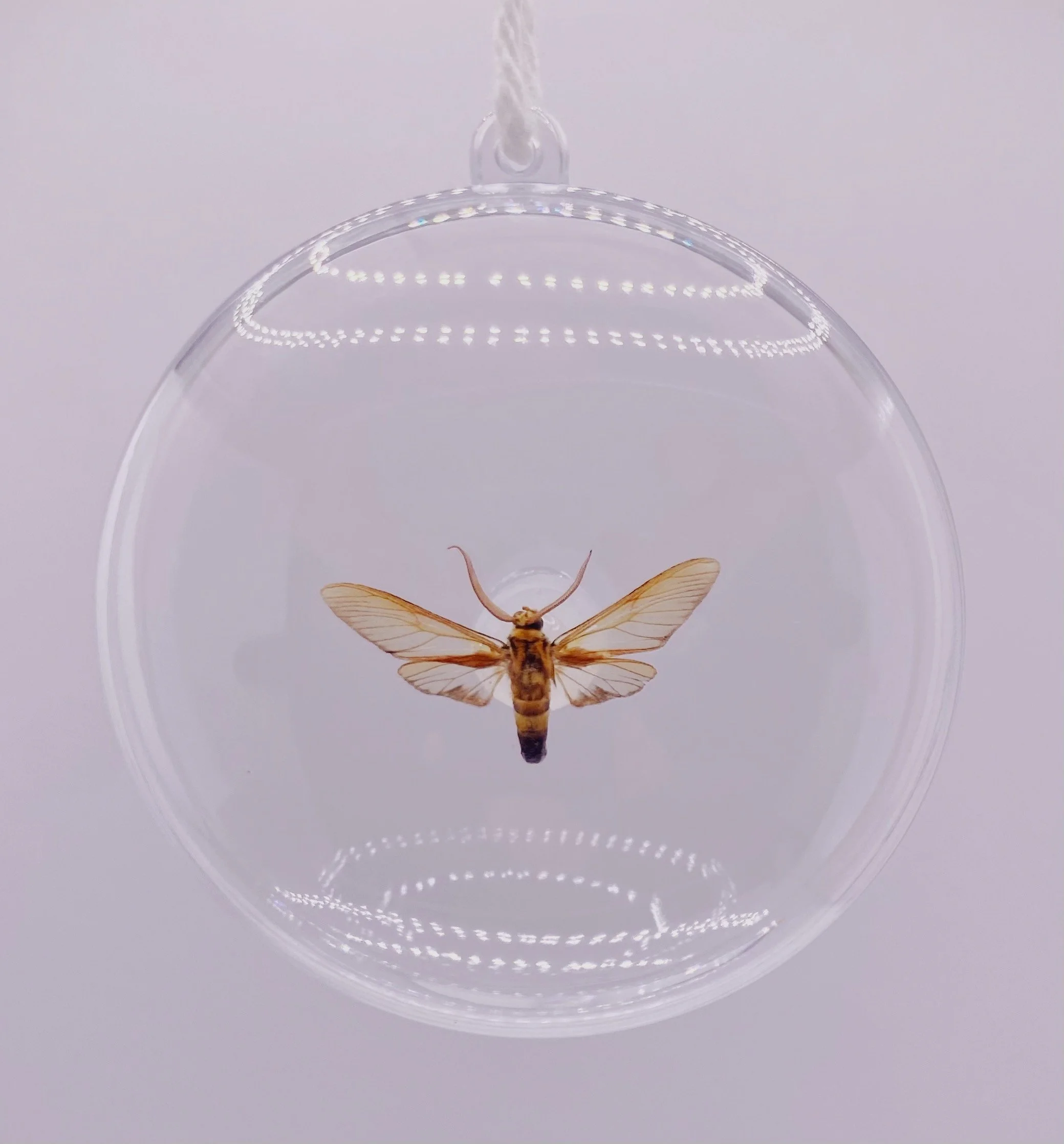 Clear-Winged Moth Ornament
