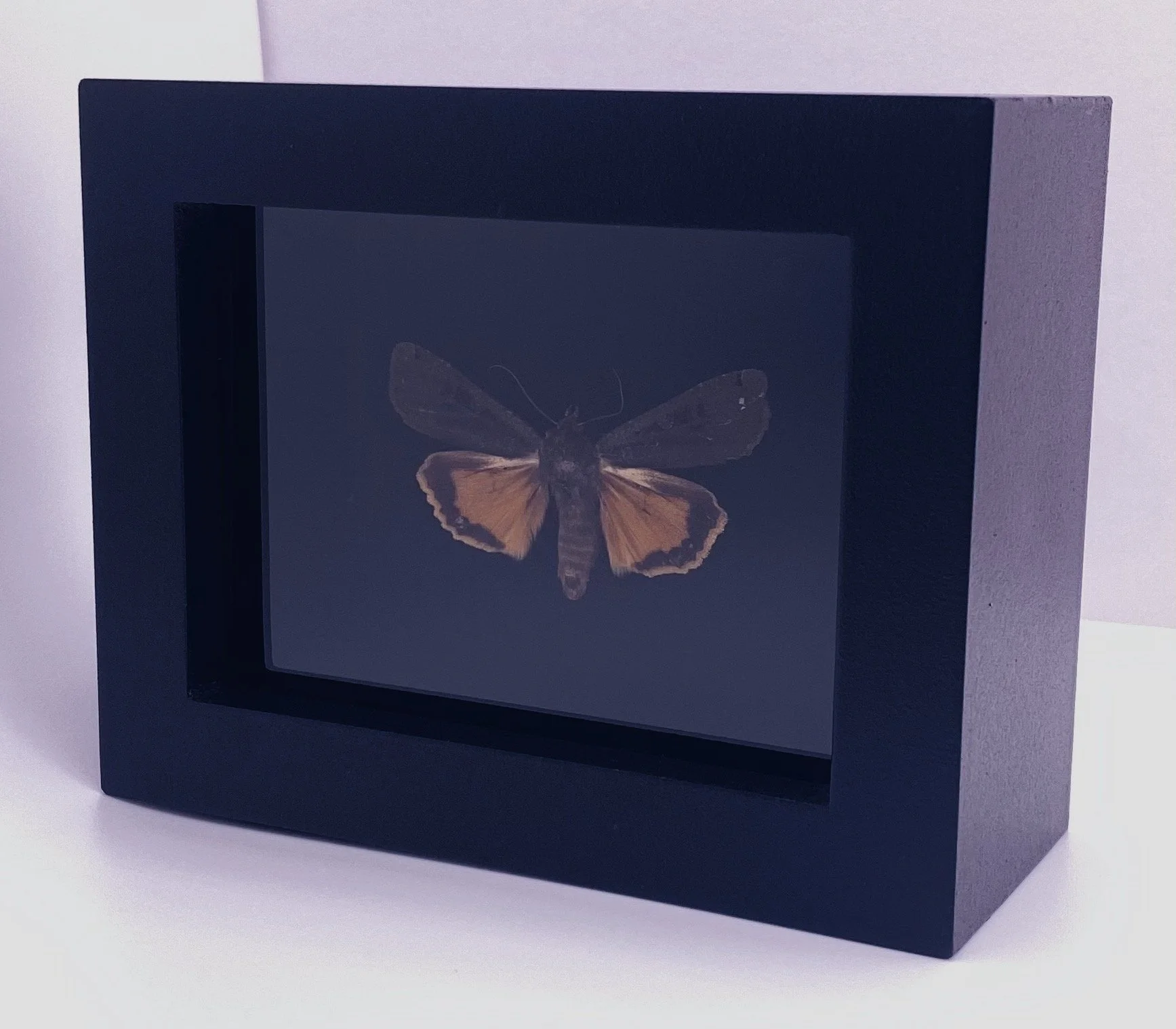 Large Yellow Underwing Moth (Noctua pronuba)
