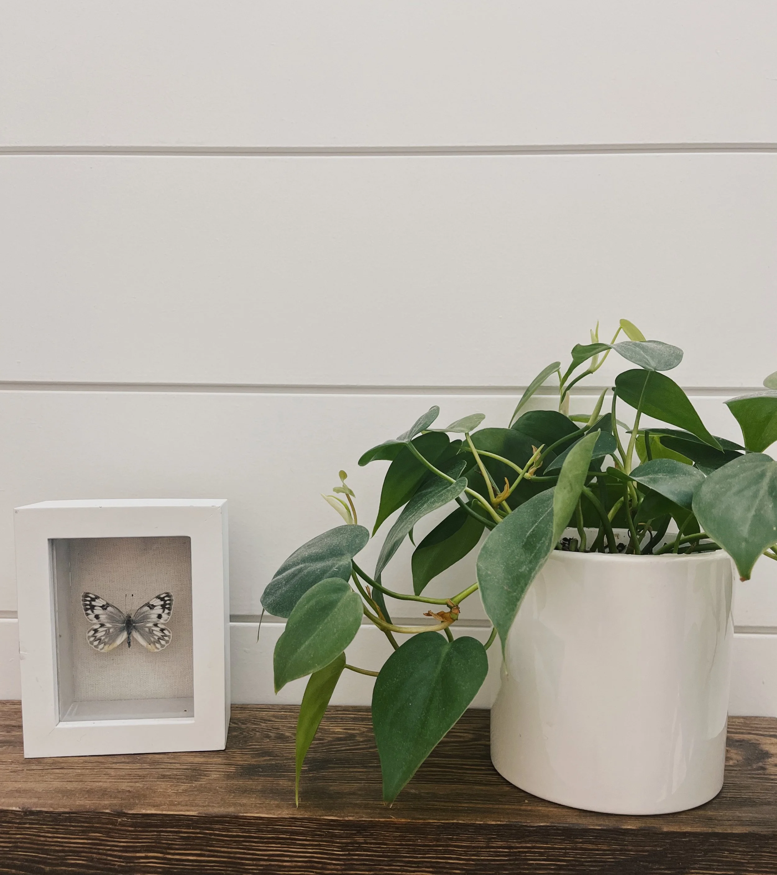 A potted plant with broad green leaves placed on a wooden surface, a white framed butterfly, and a plain white wall with horizontal paneling in the background.