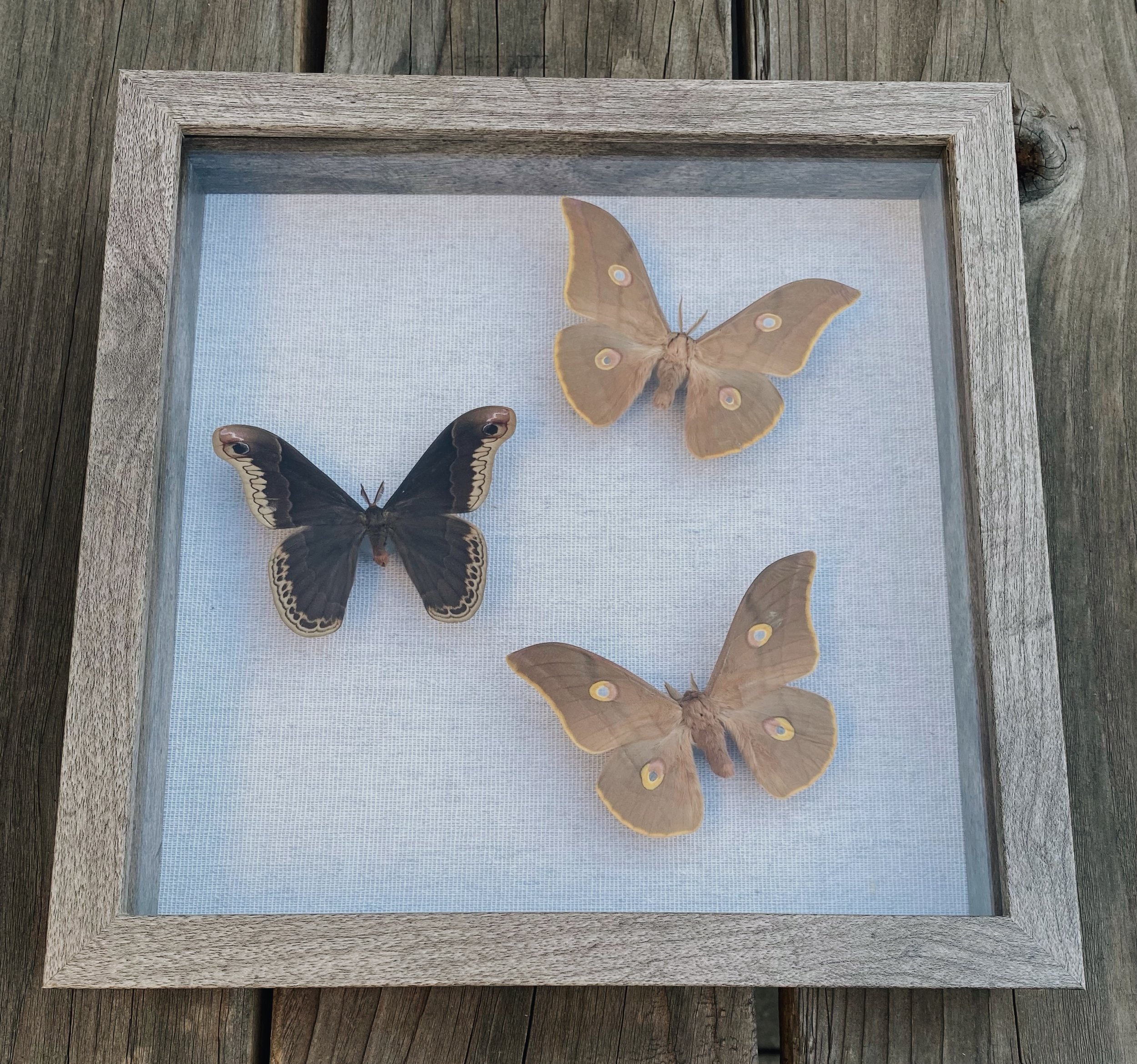 Silkmoths