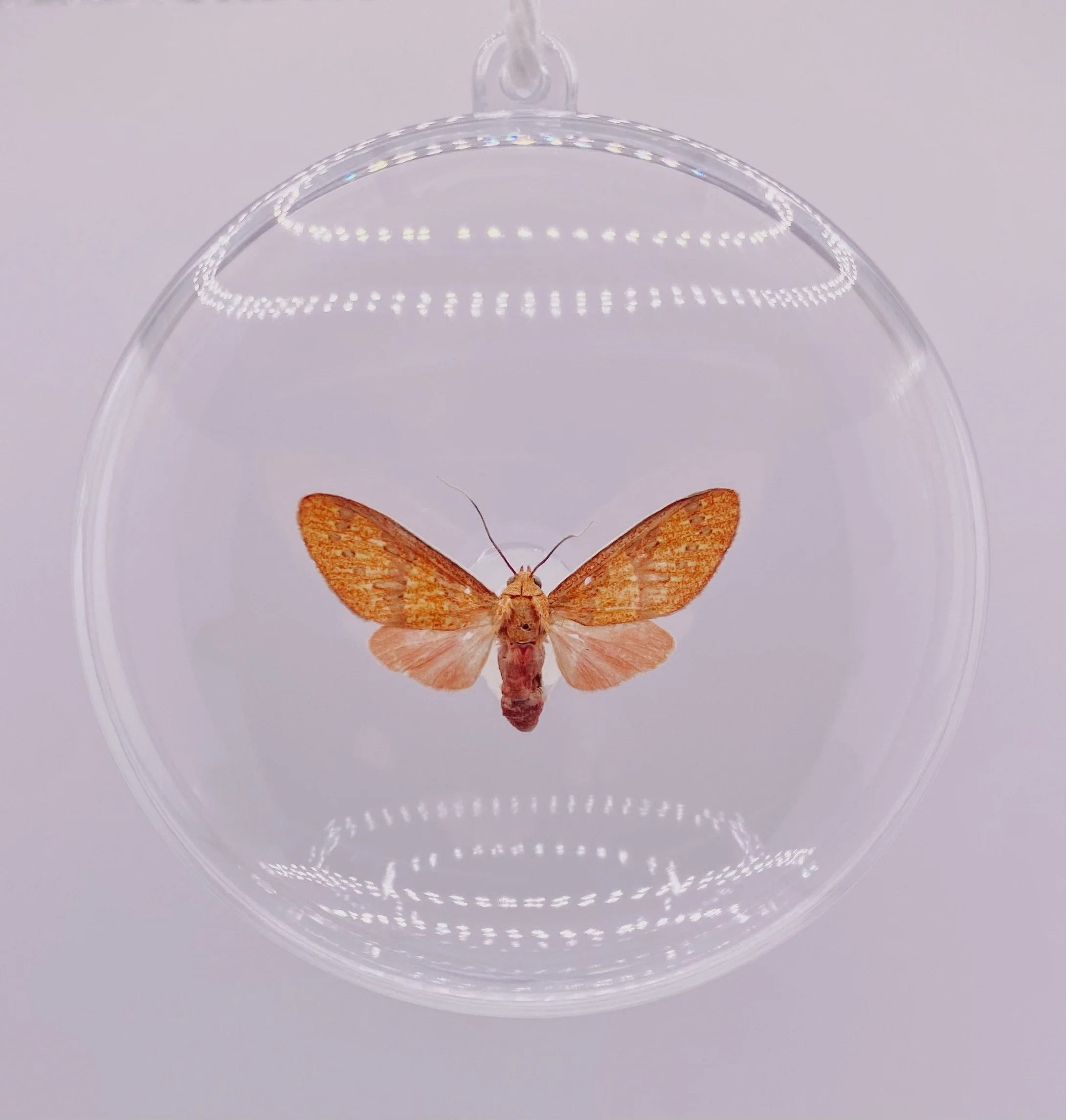 Pink Moth Ornament