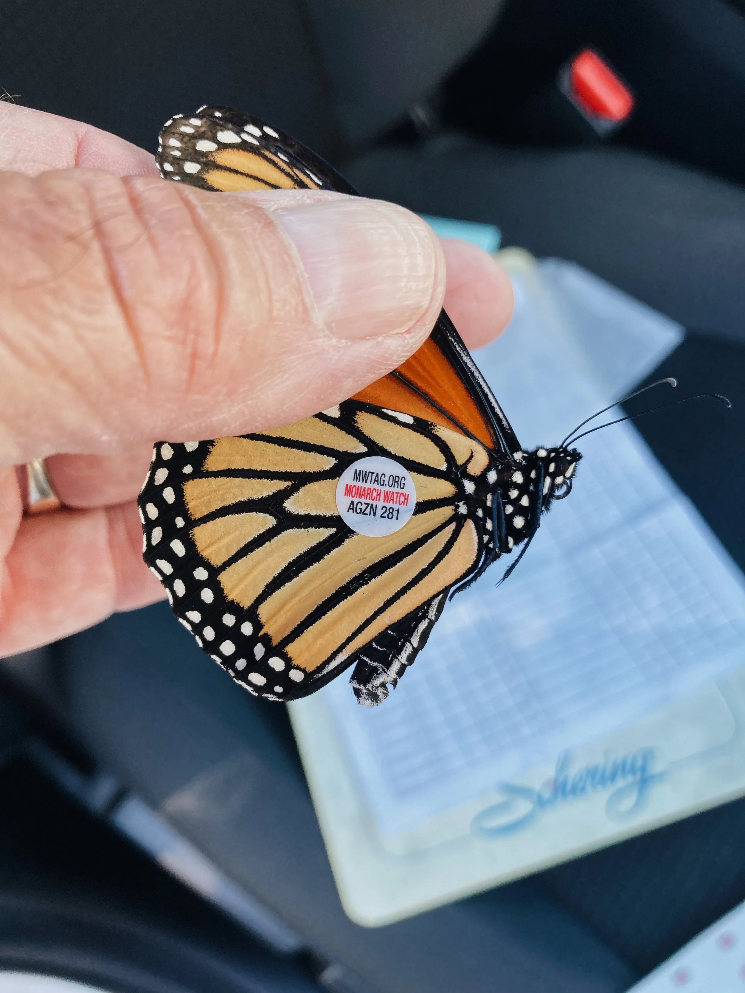 A monarch butterfly perched on The Bug Guy's finger.