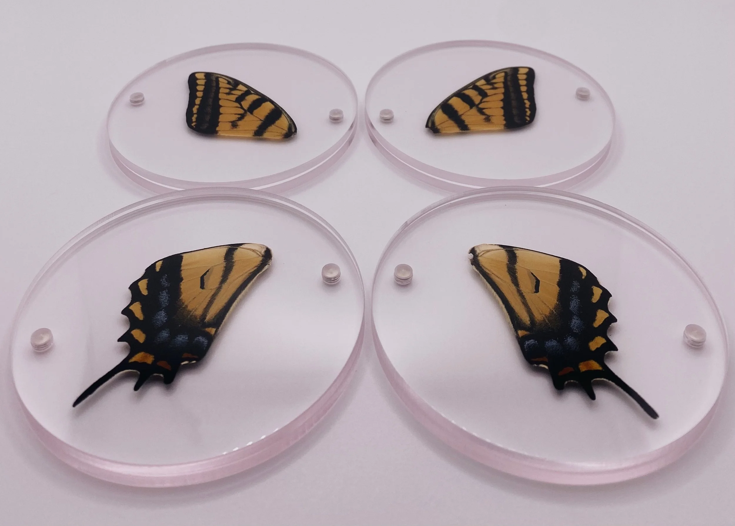 Butterfly Coasters (Set of 4)