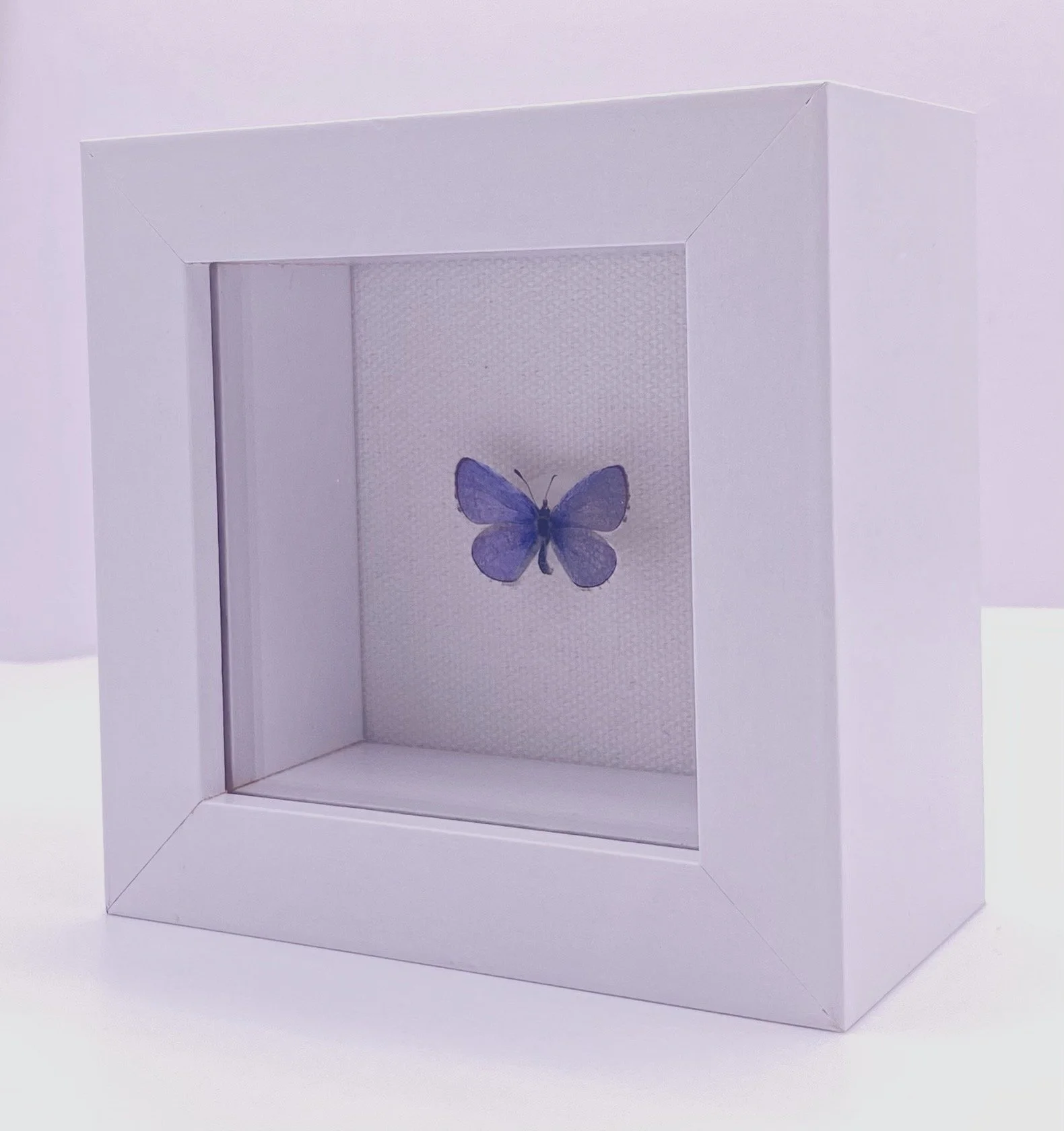 Melissa Blue (Plebejus melissa)