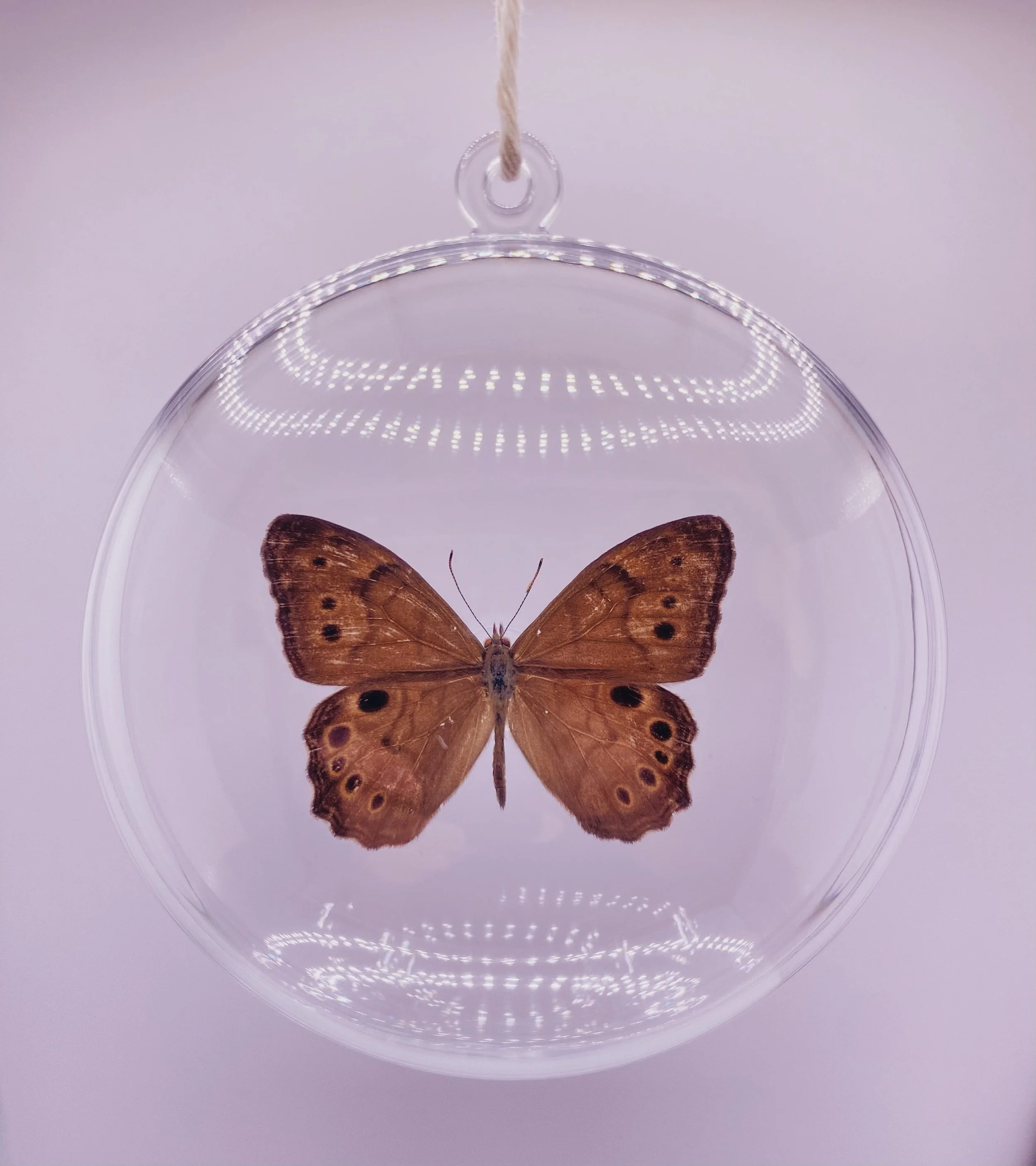 Brown Butterfly Ornament