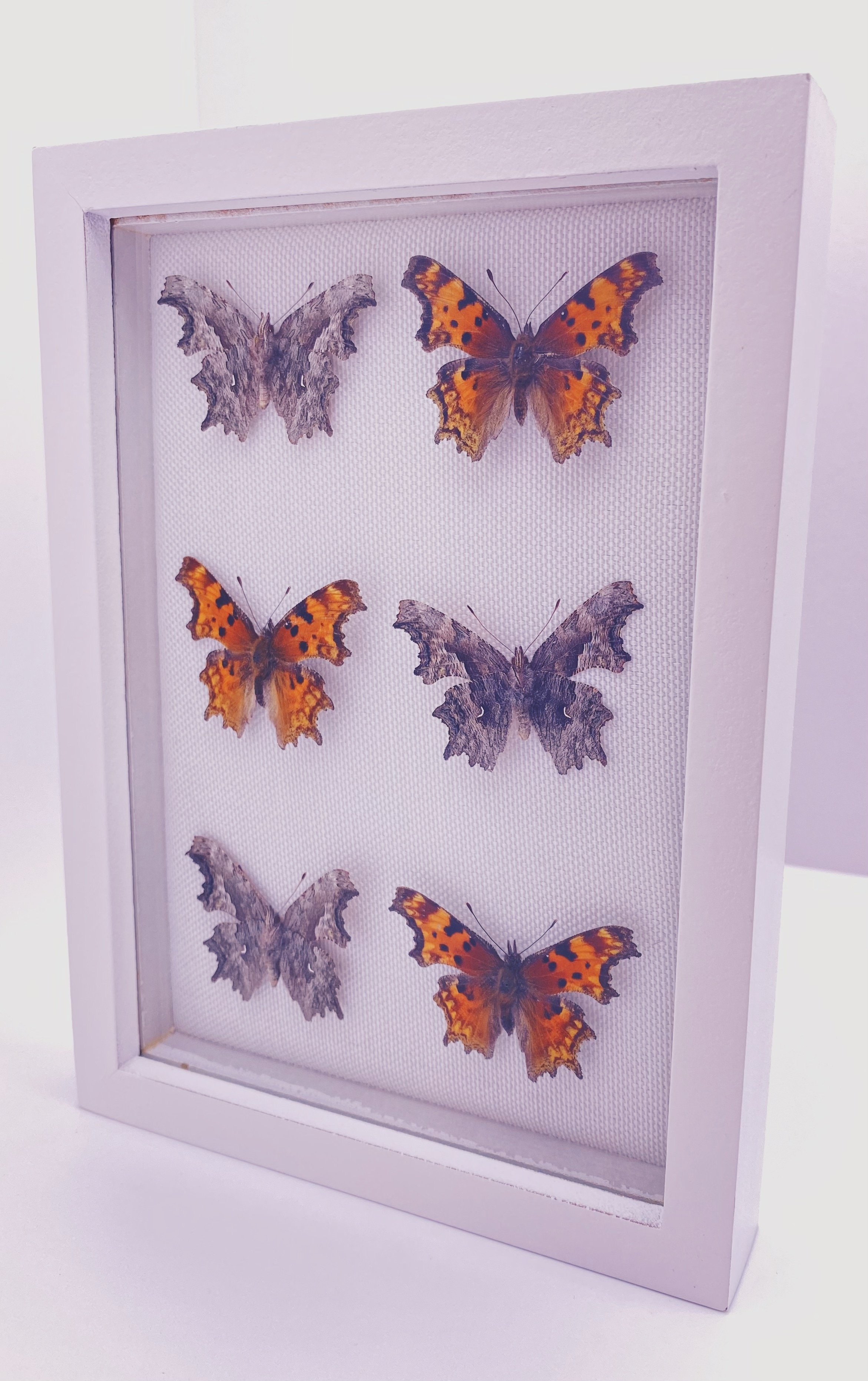 Hoary Commas (Polygonia gracilis)