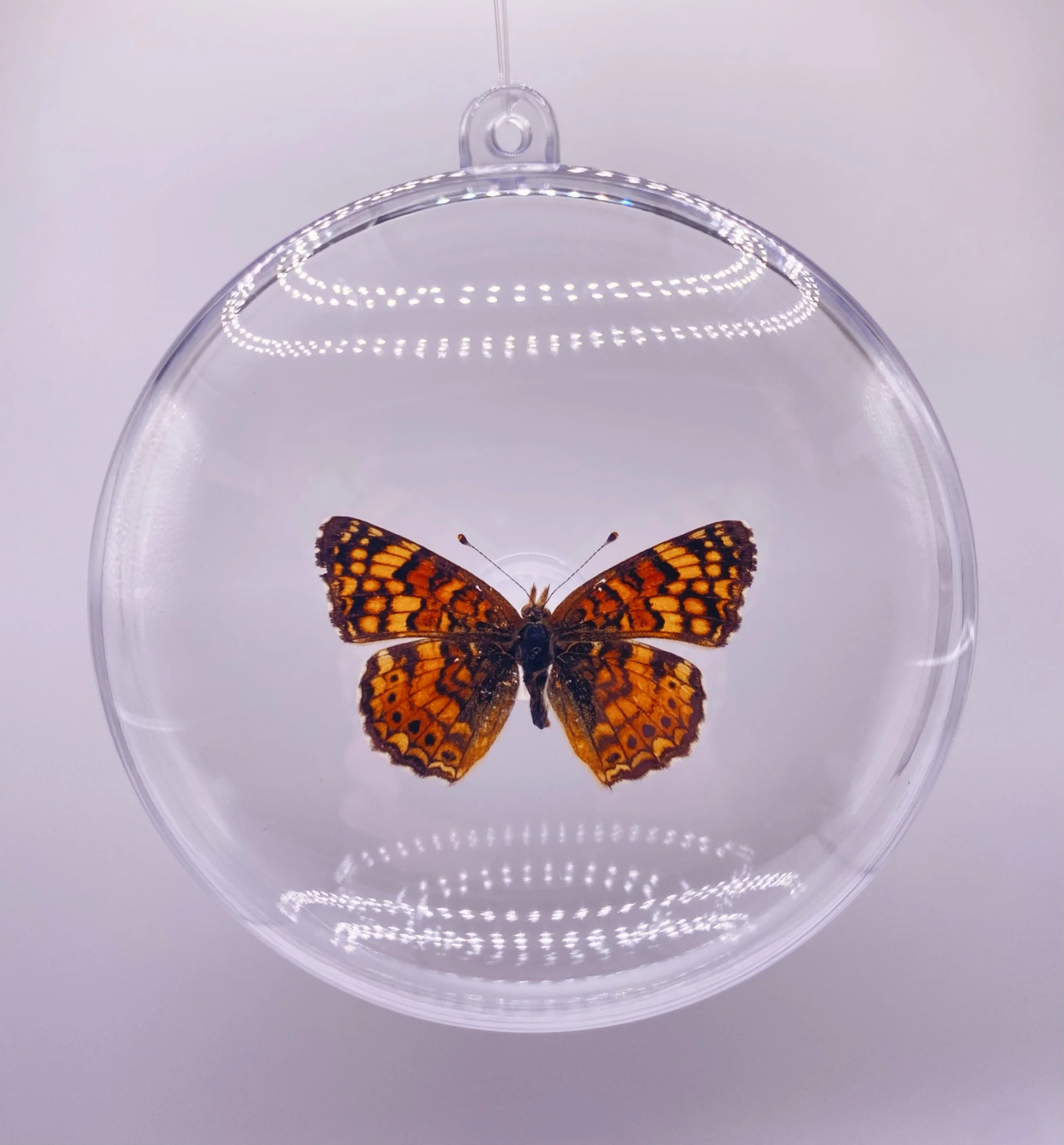 Pearl Crescent Butterfly Ornament