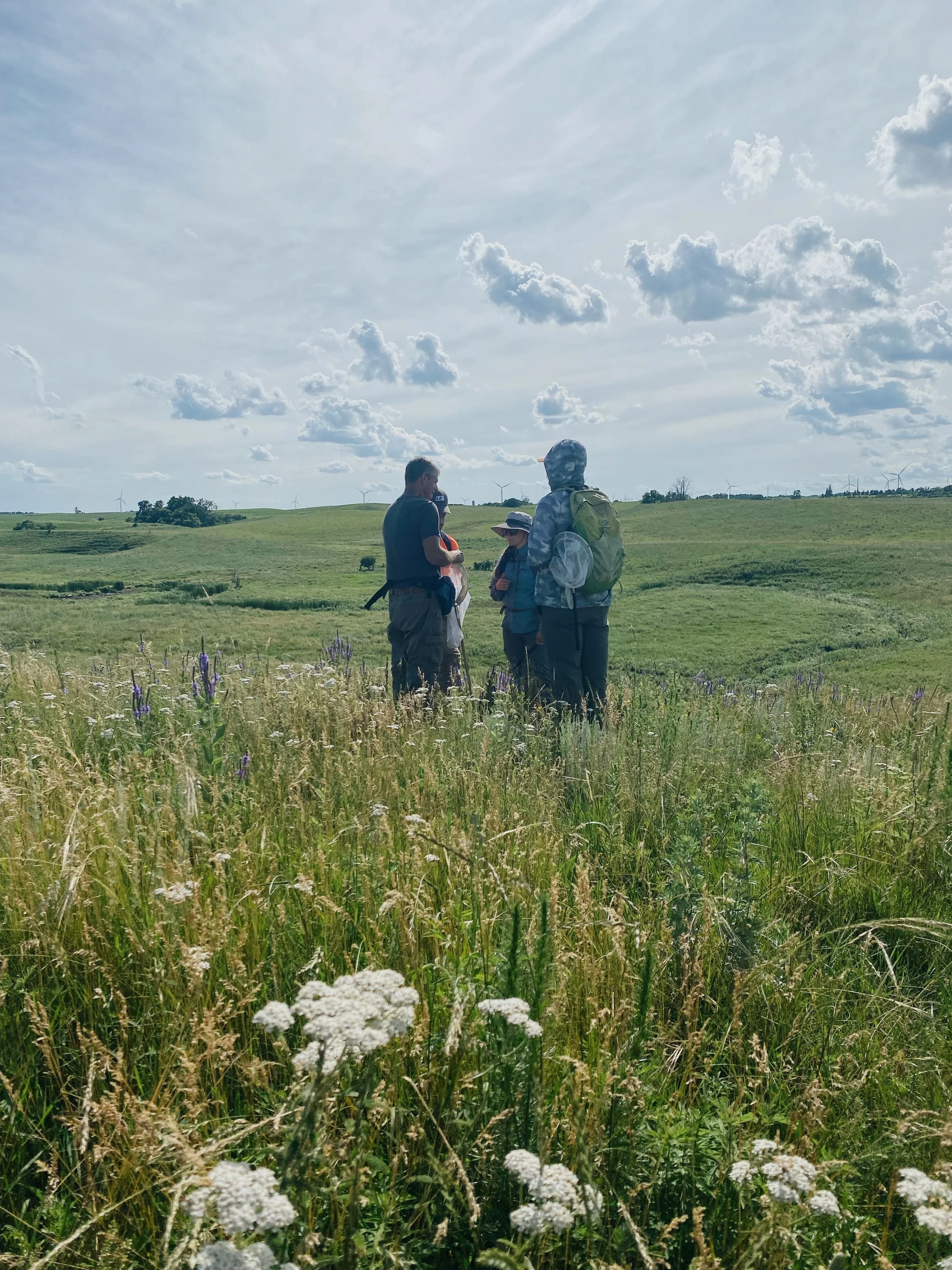 A group of people standing in a green field with wildflowers under a blue sky with scattered clouds during a butterfly survey with wind turbines in the distance.