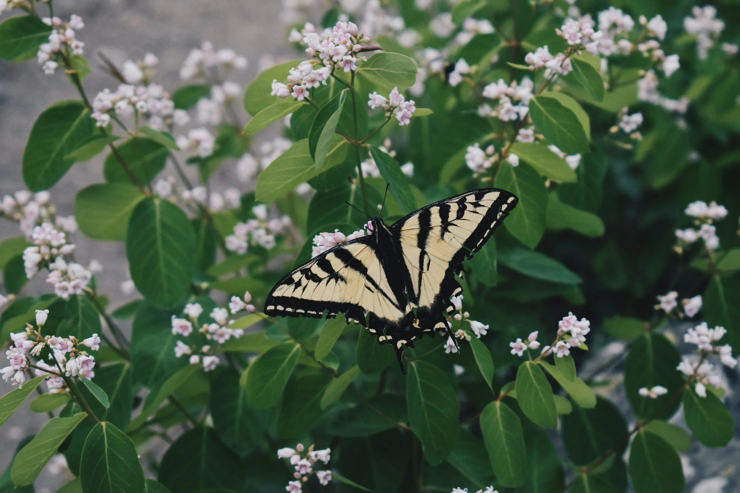 A butterfly with yellow, black, and white markings perched on pink and white small flowers surrounded by green leaves.