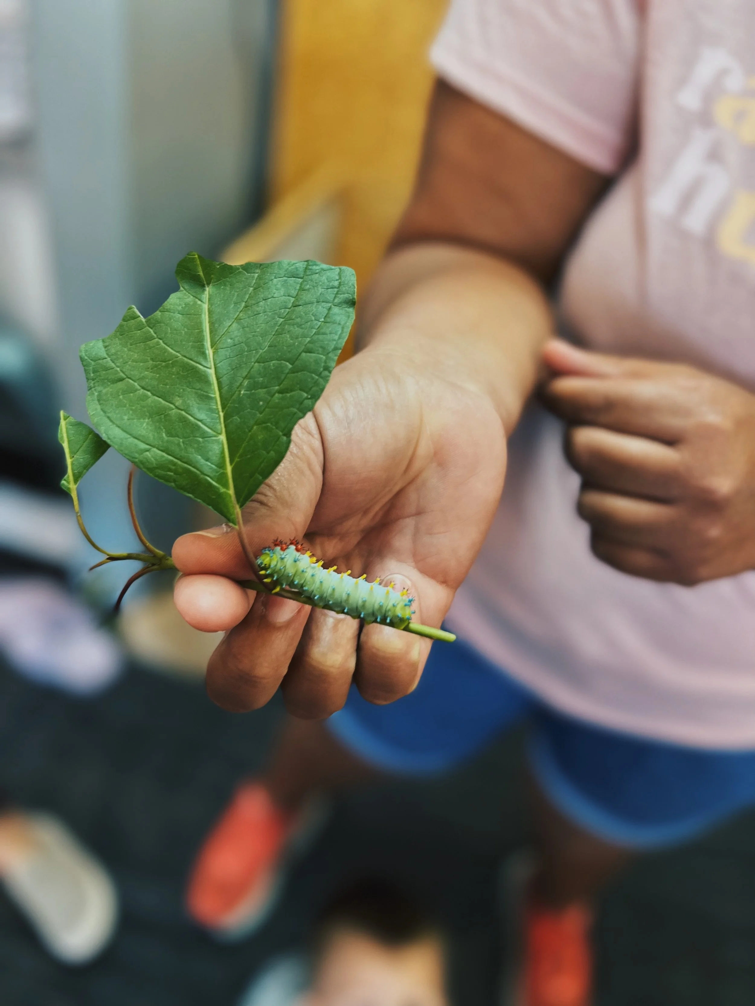 Close-up of a hand holding a green caterpillar with colorful markings on a leaf.