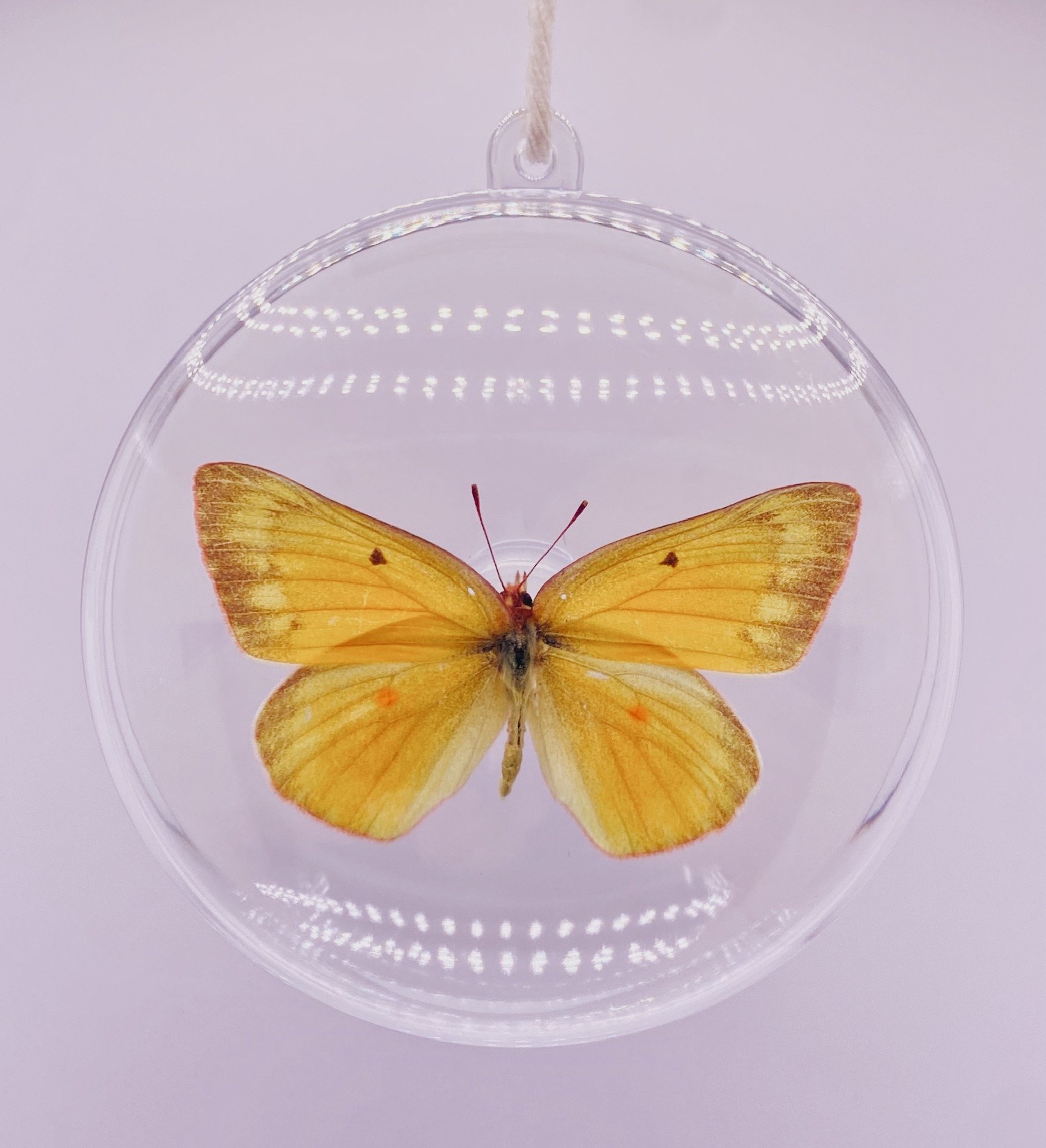 Shining Butterfly Ornament
