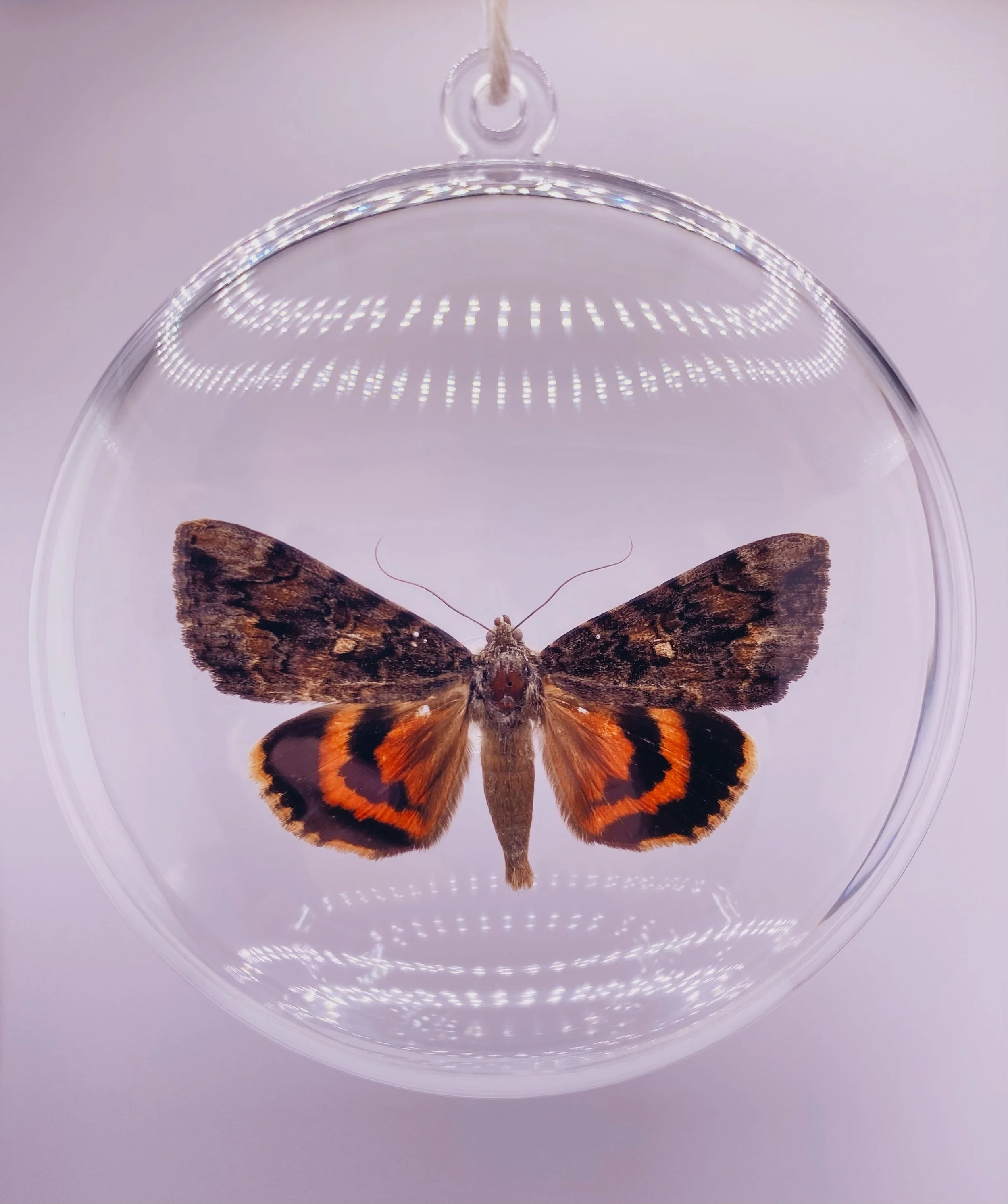 Moth Ornament