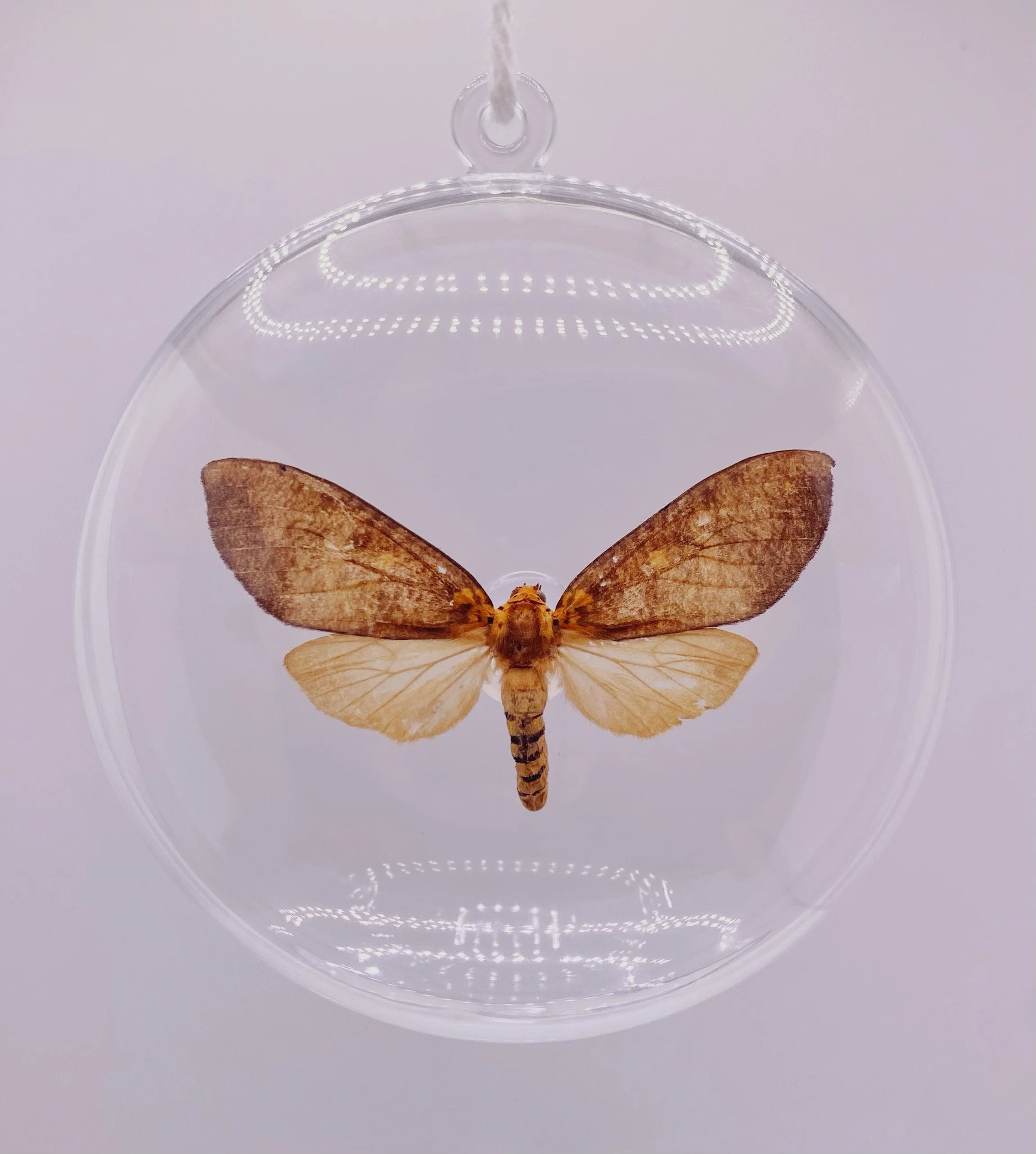 Tan & Orange Moth Ornament
