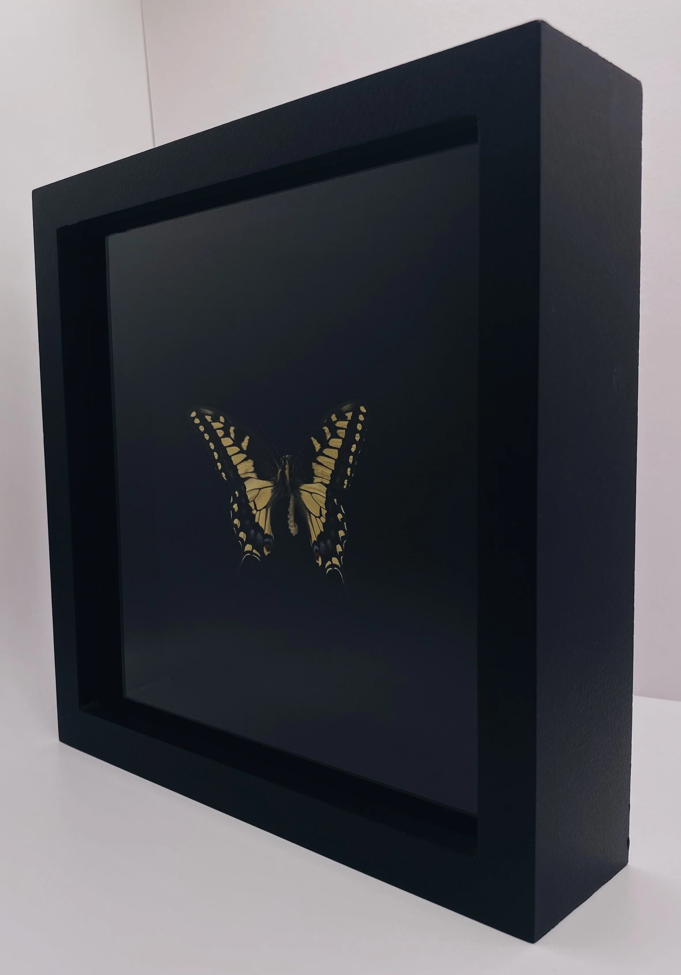 Anise Swallowtail (Papilio zelicaon) x Baird's Swallowtail (Papilio bairdii)