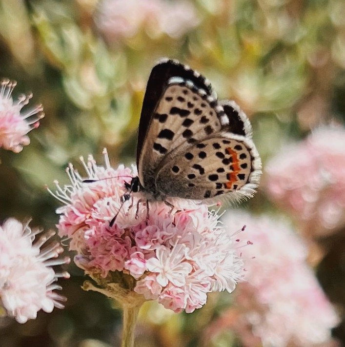 Close-up of a butterfly perched on a cluster of pink flowers.