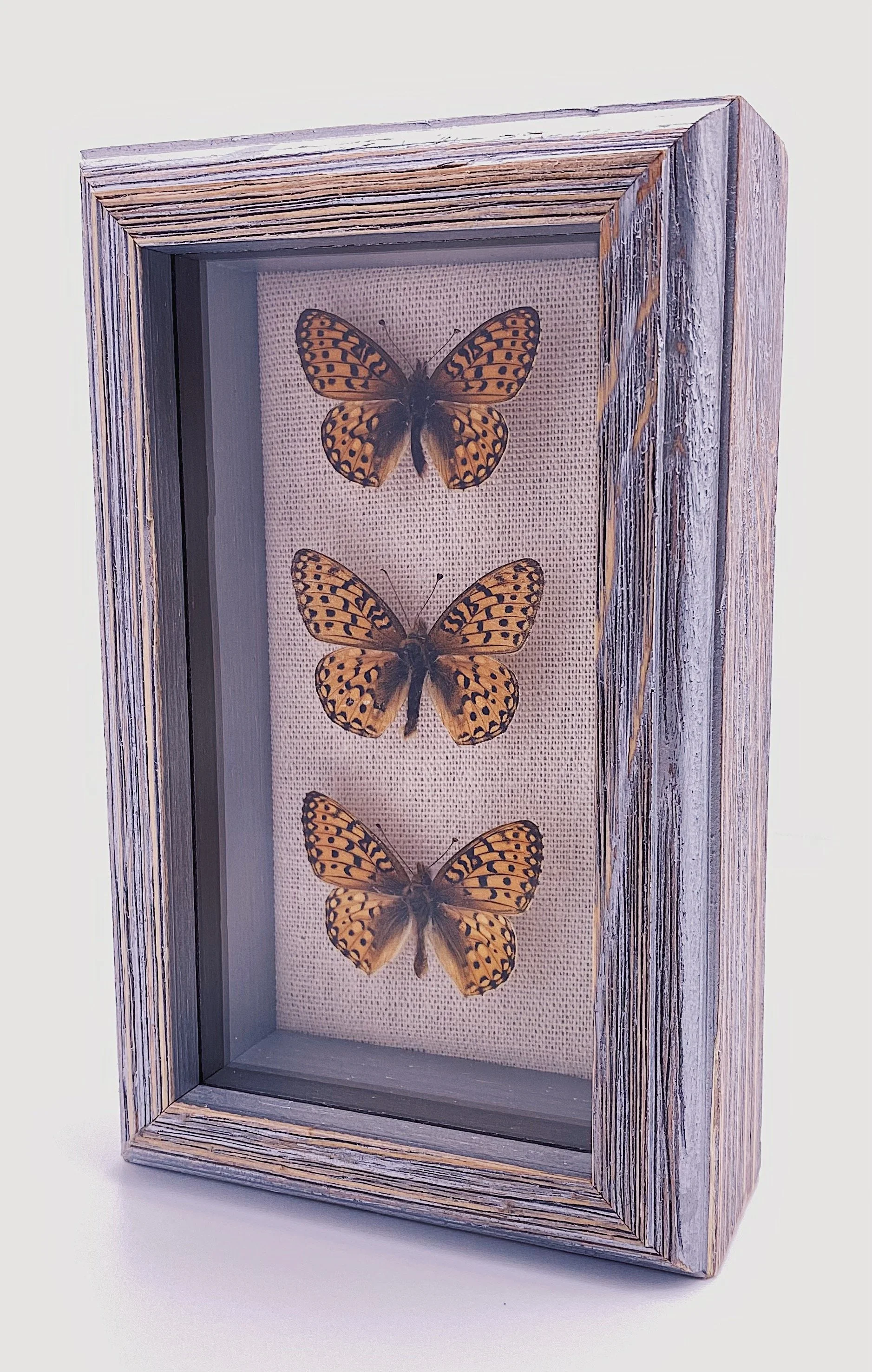 Mormon Fritillaries (Speyeria mormonia)