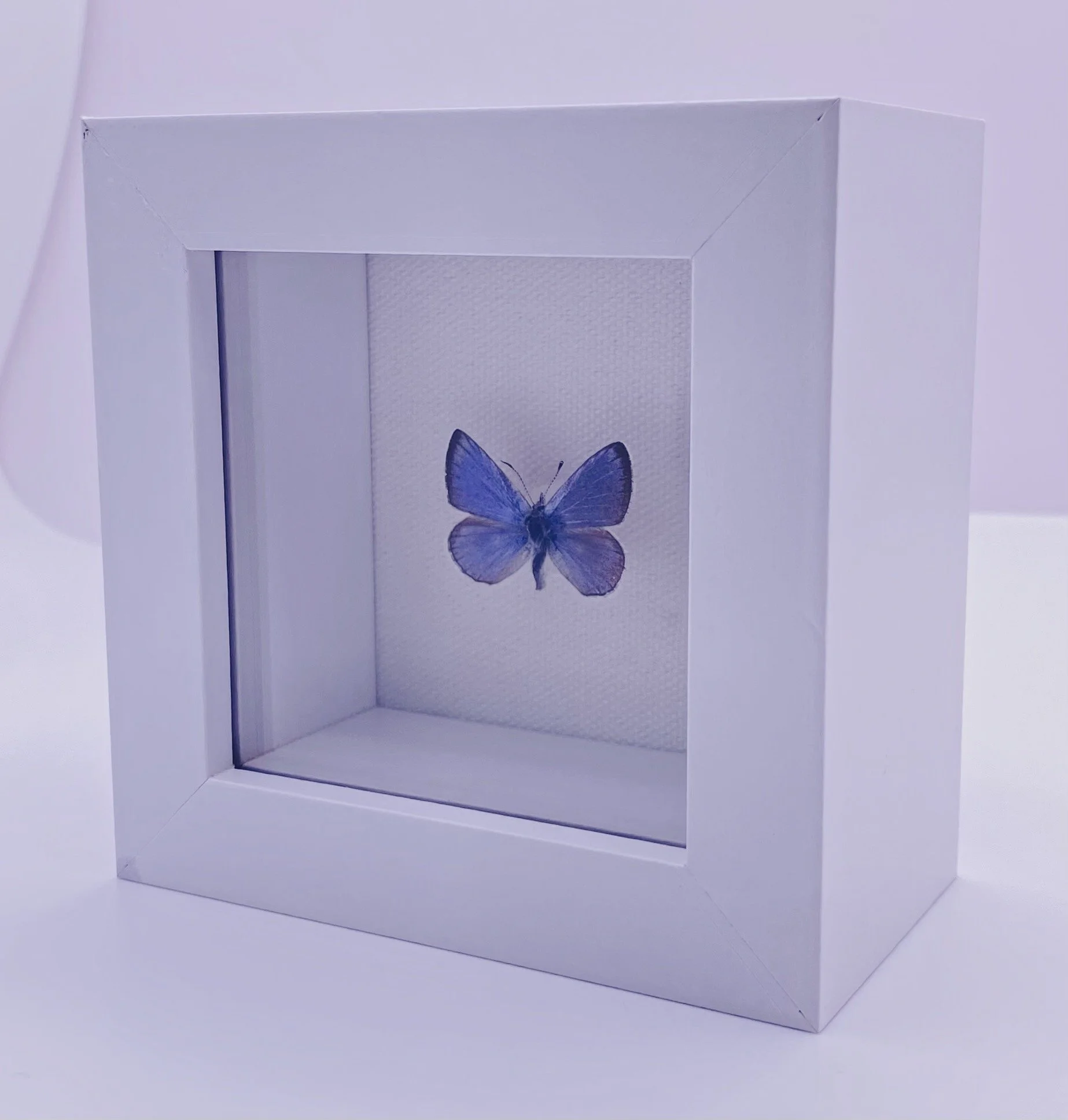 Shiny Blue Butterfly Display