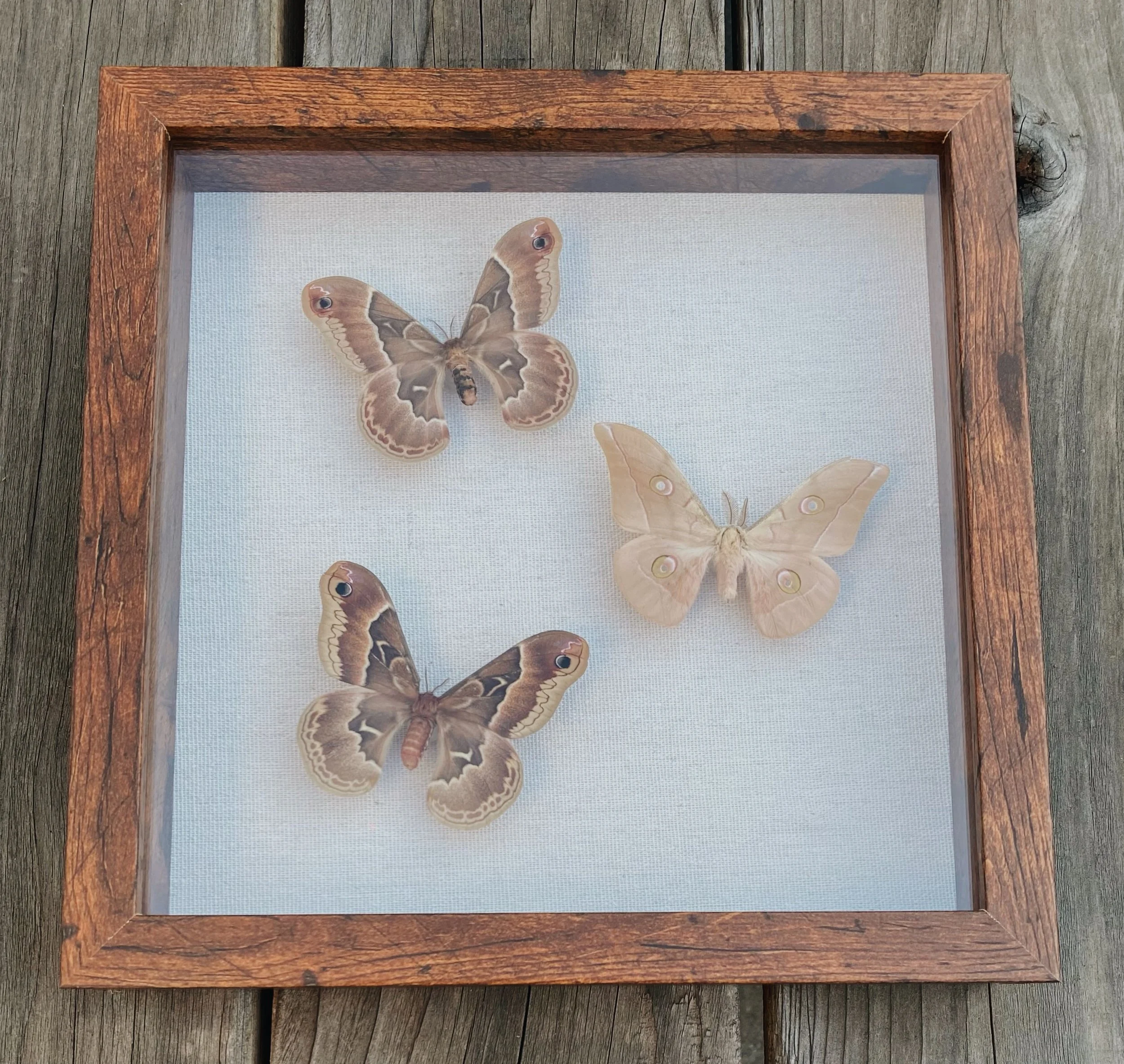 Big Silkmoths