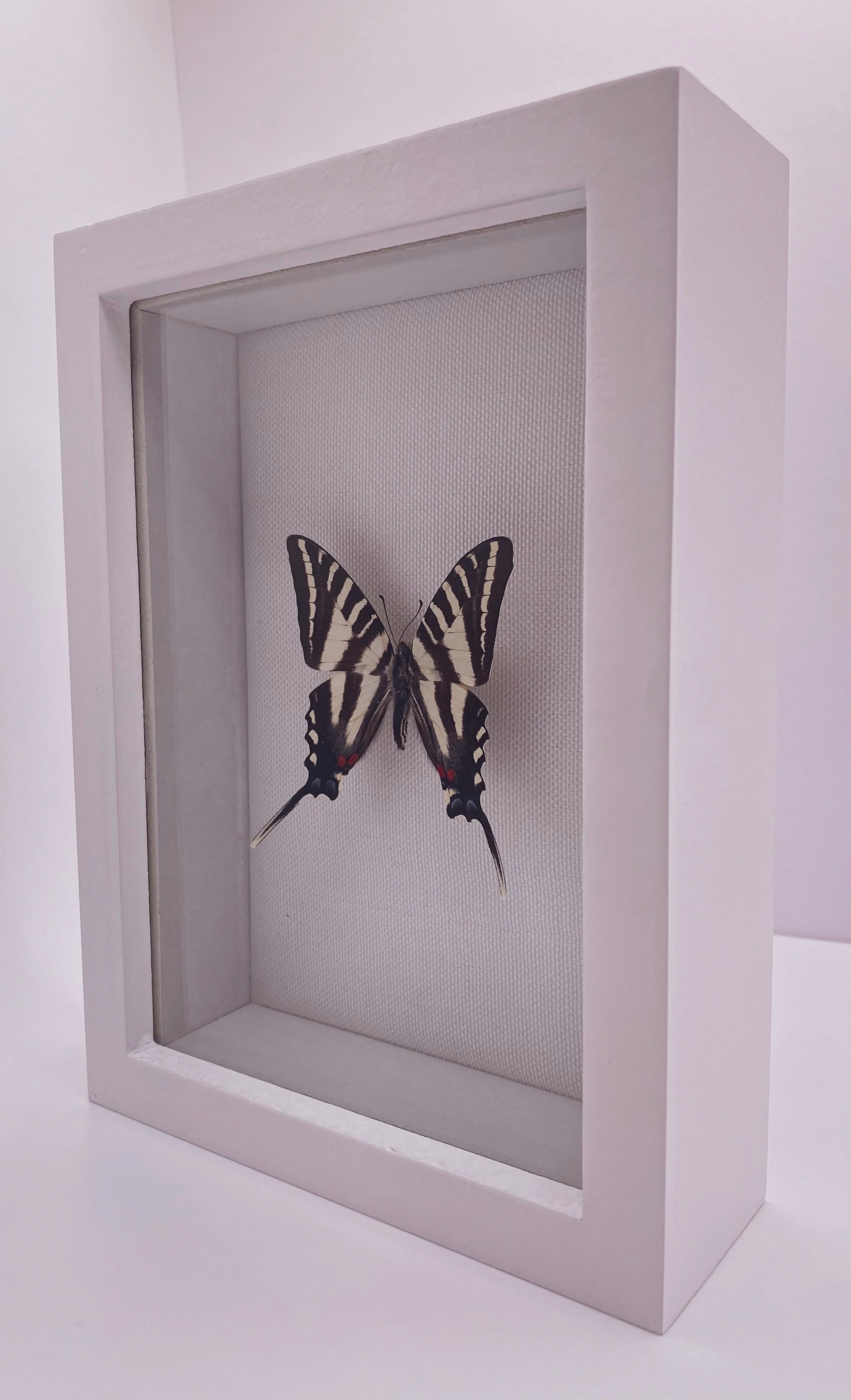 Zebra Swallowtail (Eurytides marcellus)