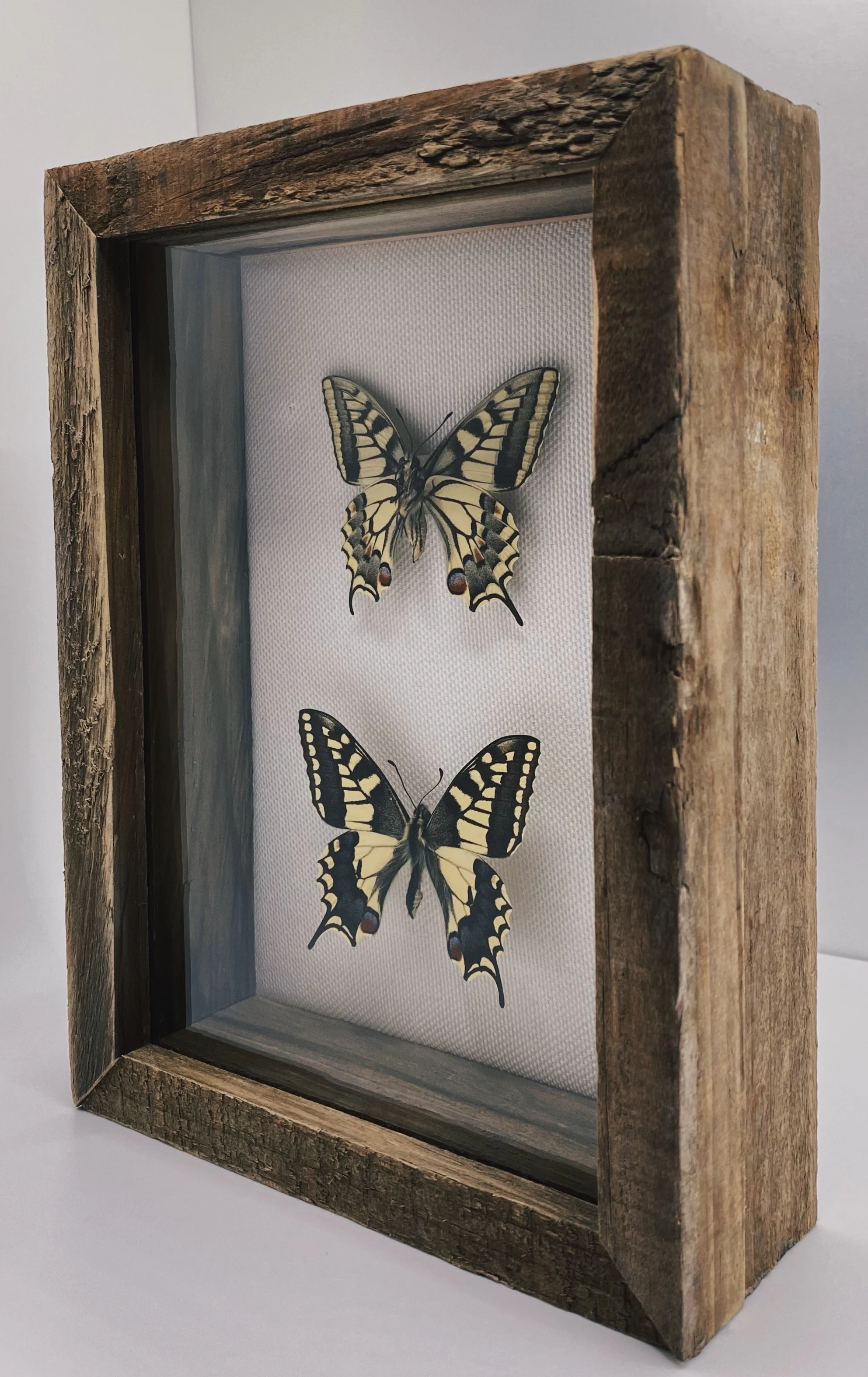 Anise Swallowtail (Papilio zelicaon) x Baird's Swallowtail (Papilio bairdii)