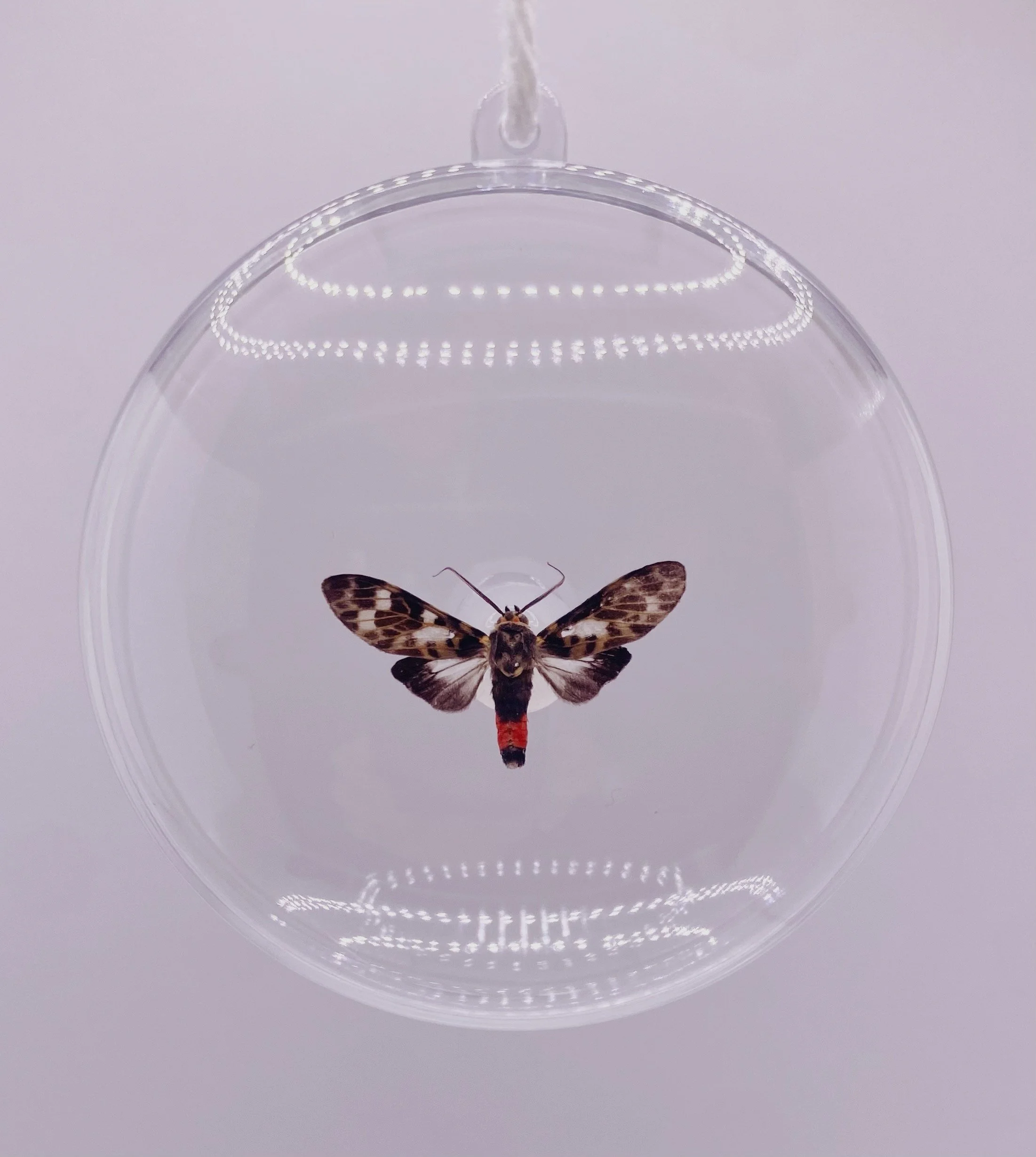 Christmas Moth Ornament