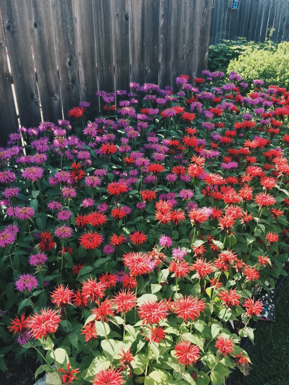 A garden bed filled with vibrant red, pink, purple, and lavender flowers in front of a wooden fence, with some green foliage visible.
