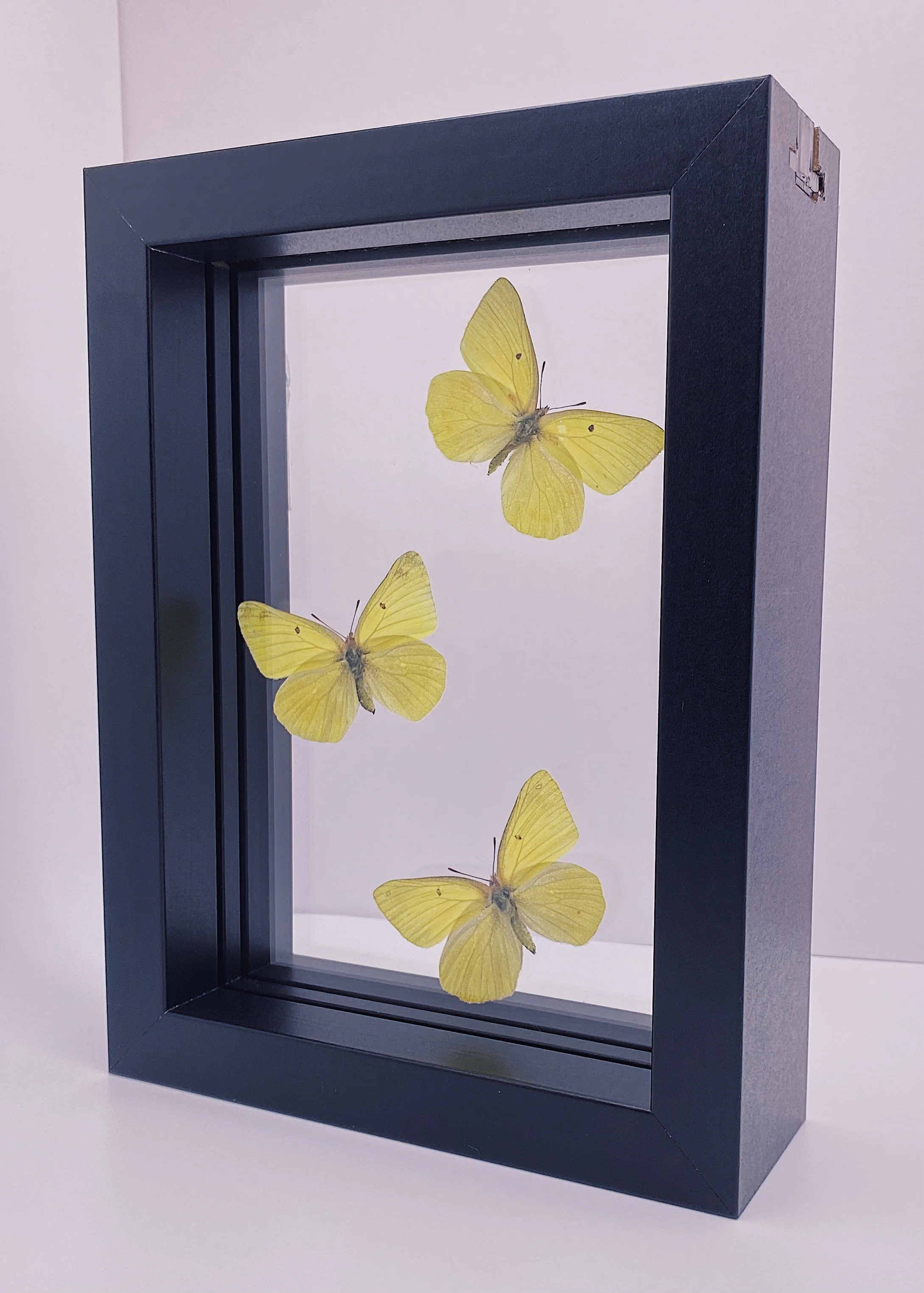 Cloudless Sulphurs (Phoebis sennae)