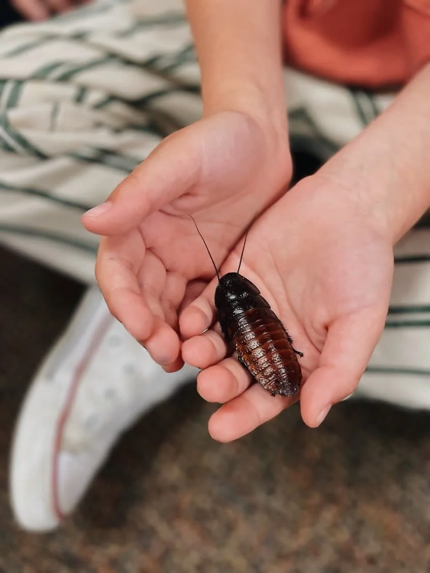 Child holding a large, brown, and black cockroach on their hands.