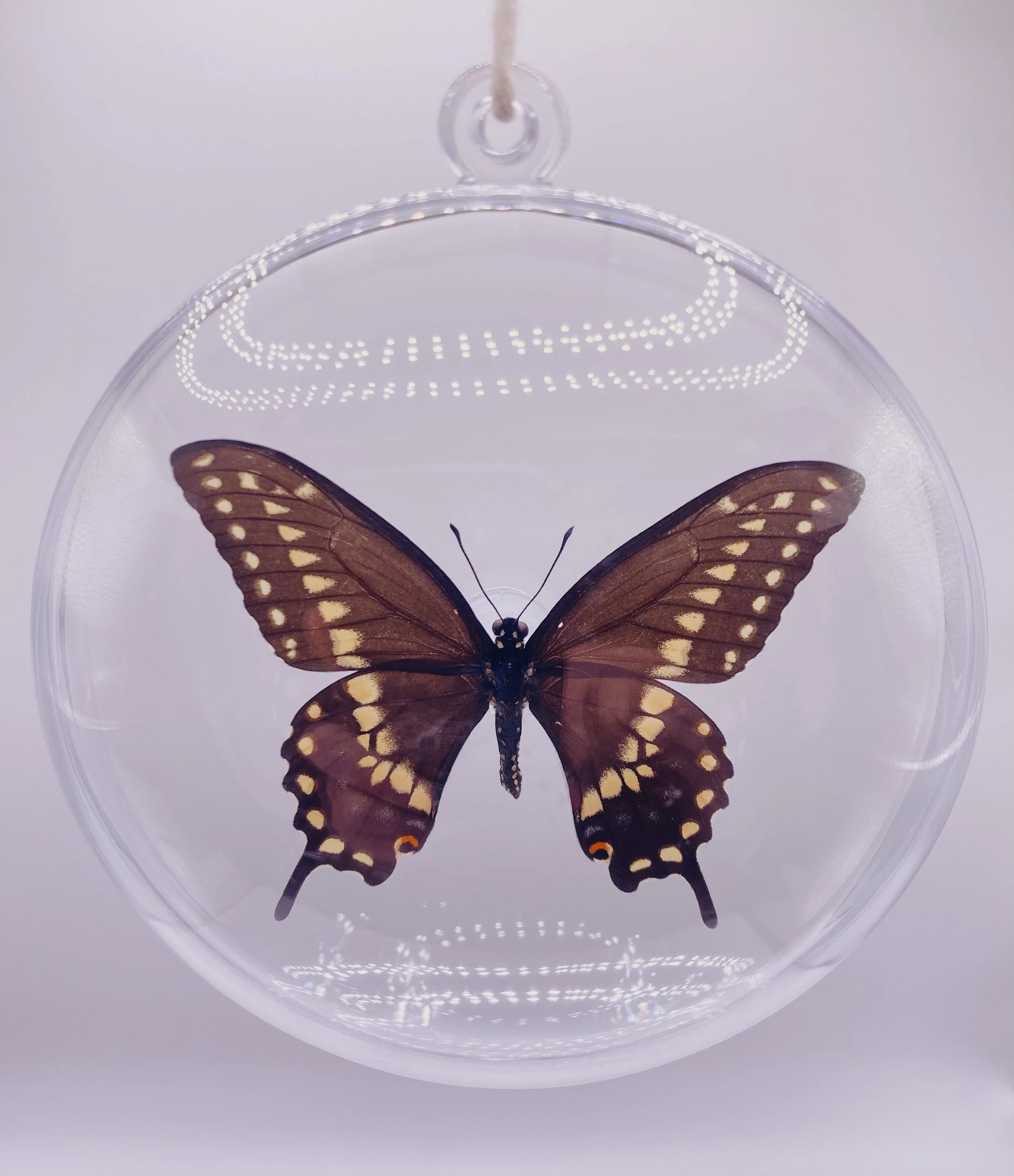 Black Swallowtail Butterfly Ornament