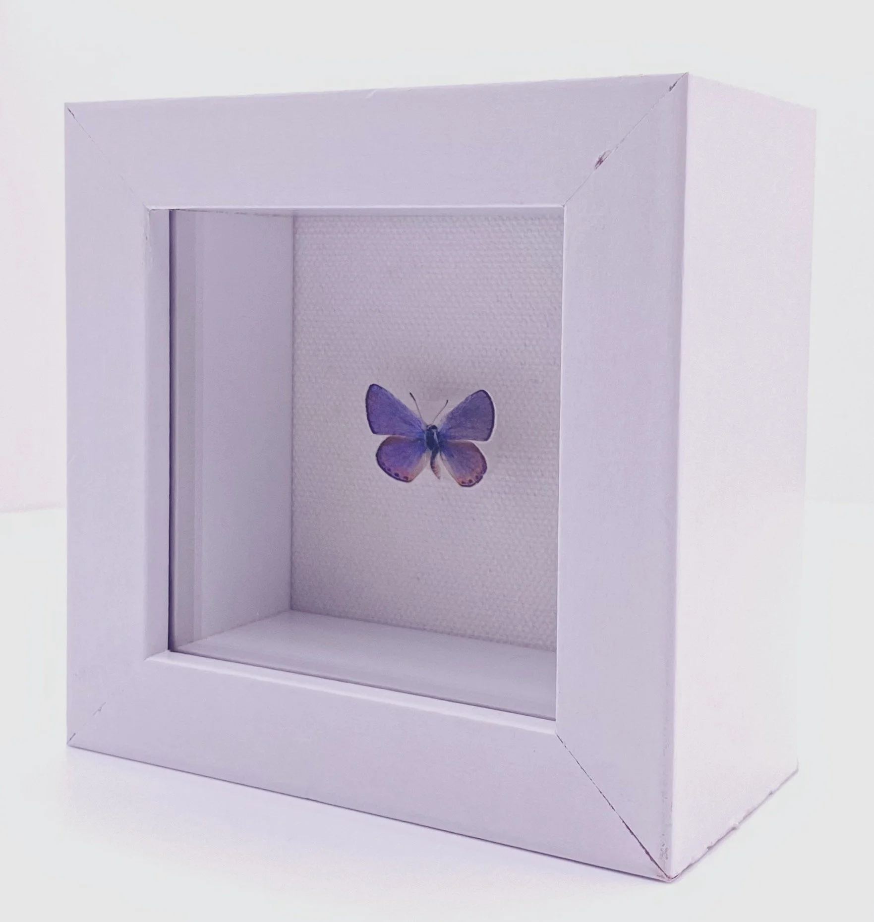 Acmon Blue (Plebejus acmon)