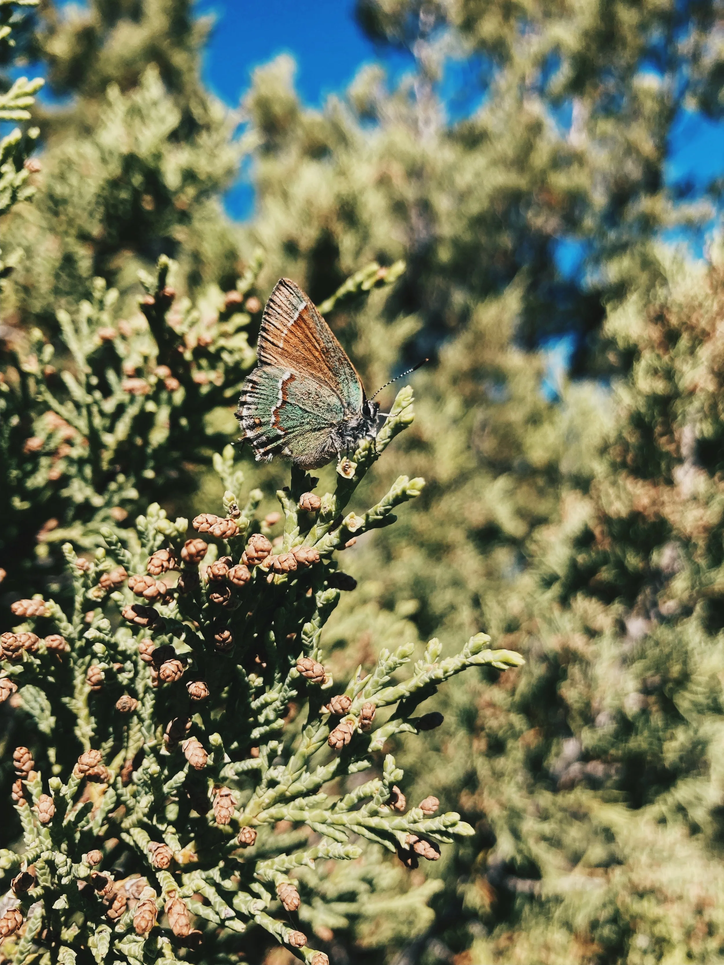A butterfly resting on a branch of a tree with small buds, against a background of blue sky and blurred greenery.