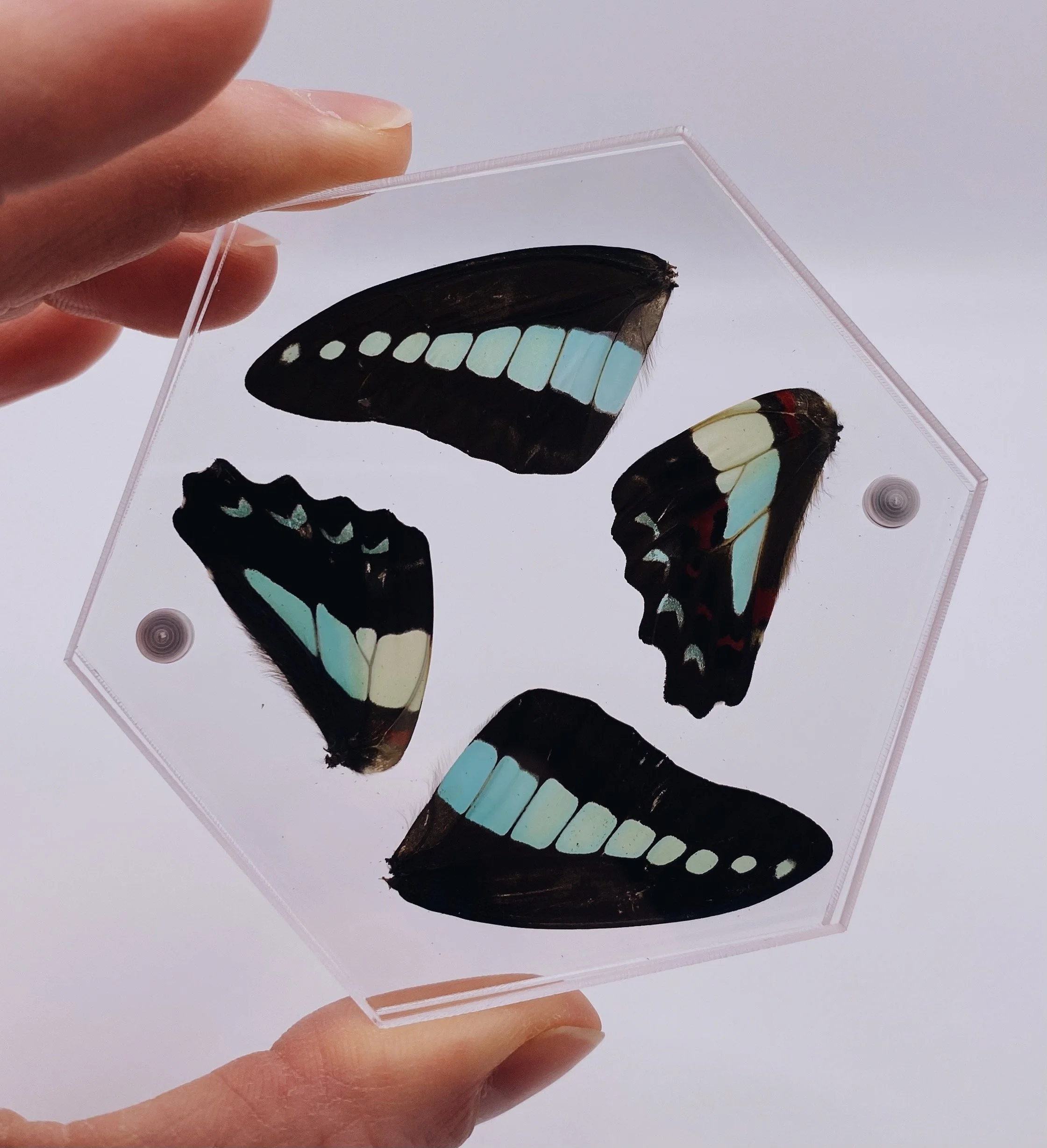 Green Butterfly Coaster
