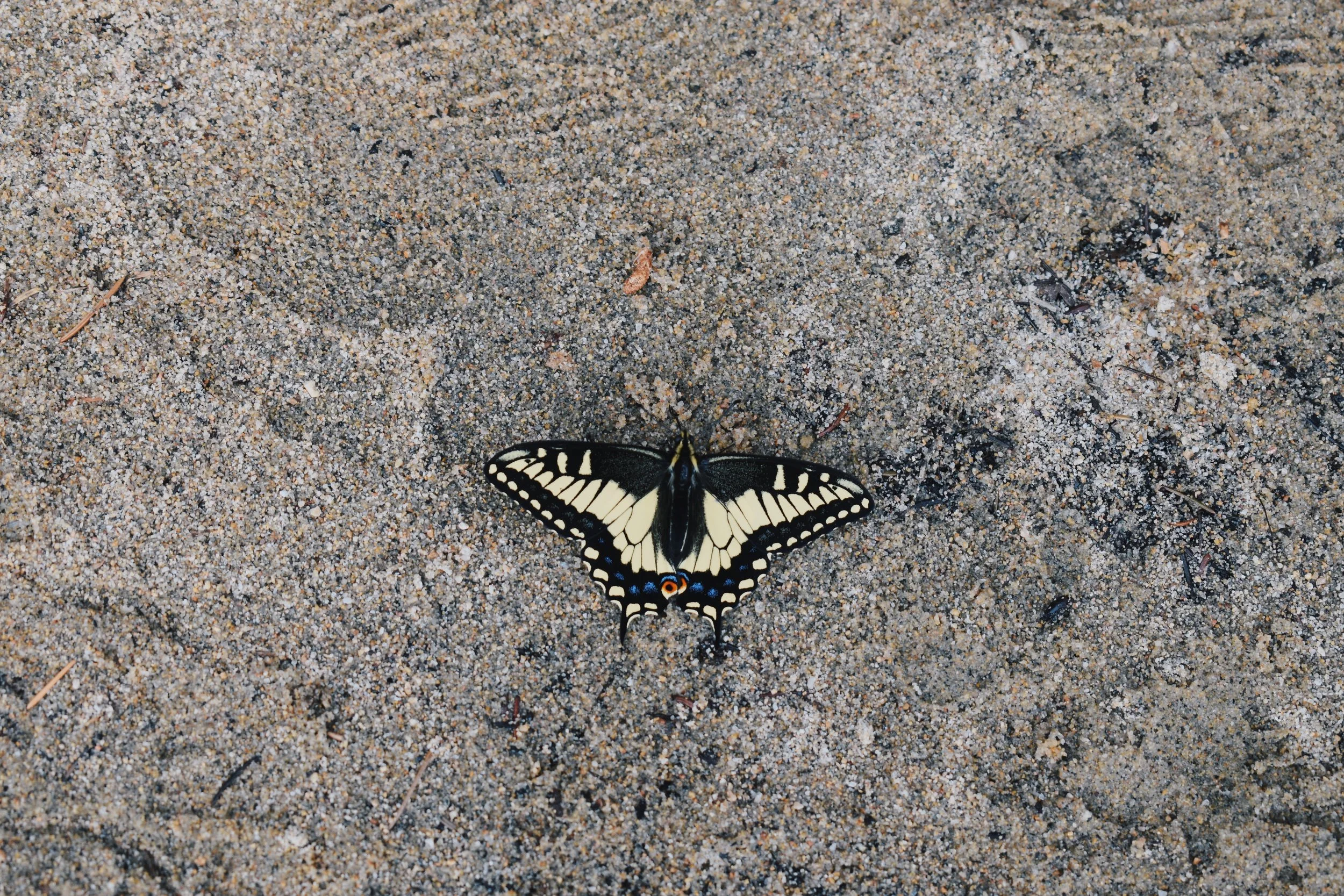 A black and yellow butterfly resting on sandy ground.