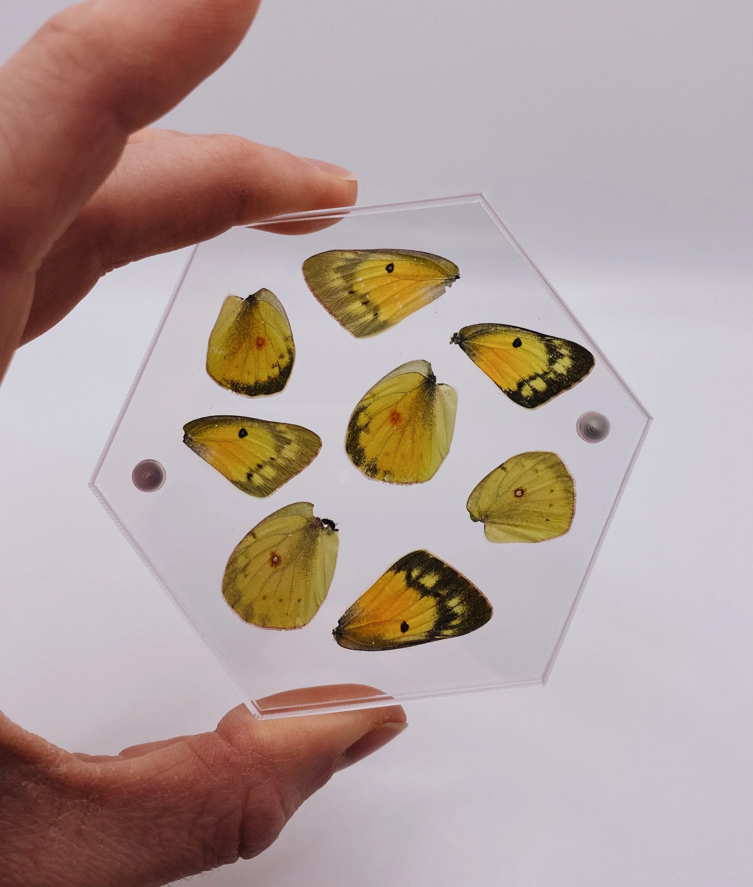 Yellow Butterfly Coaster