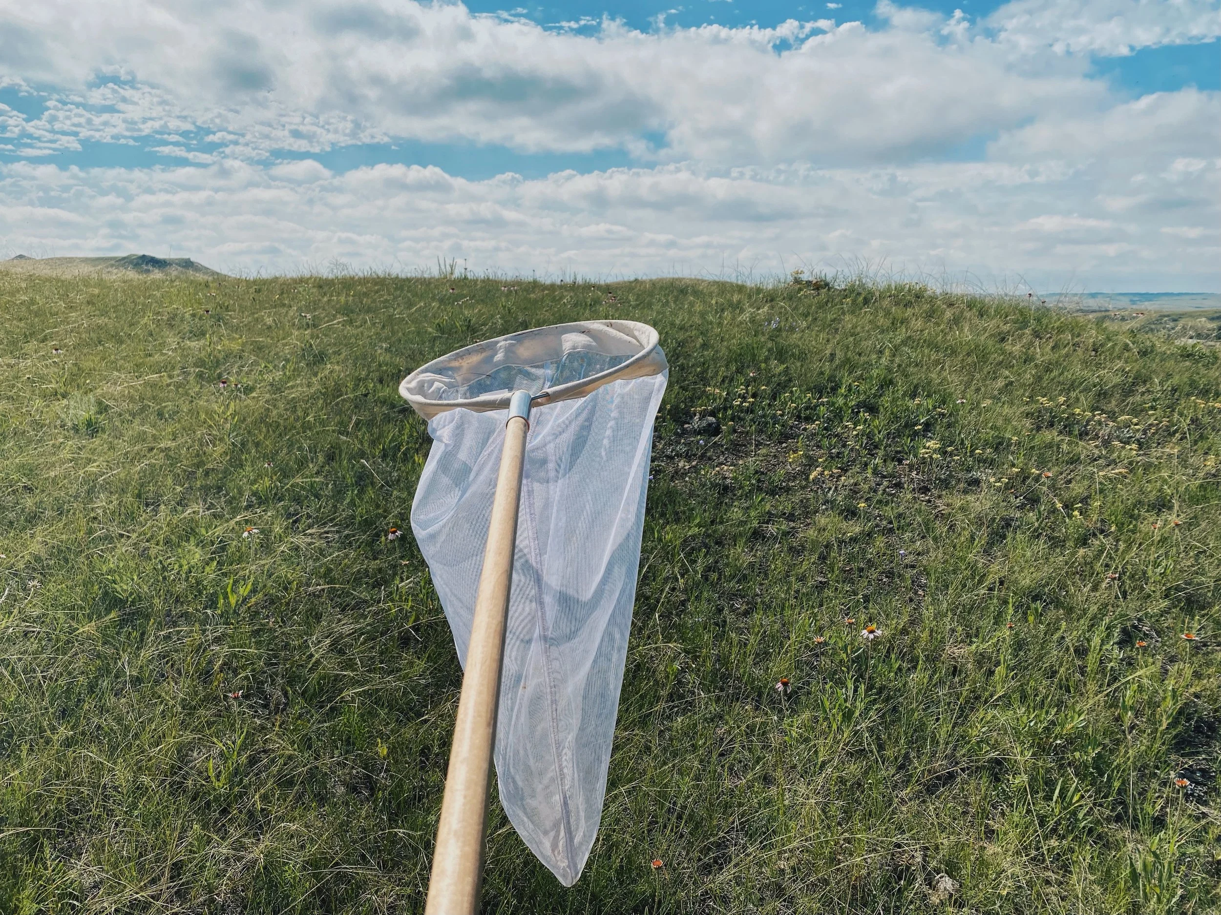 A handheld butterfly net resting on grass in an open landscape with a cloudy sky.