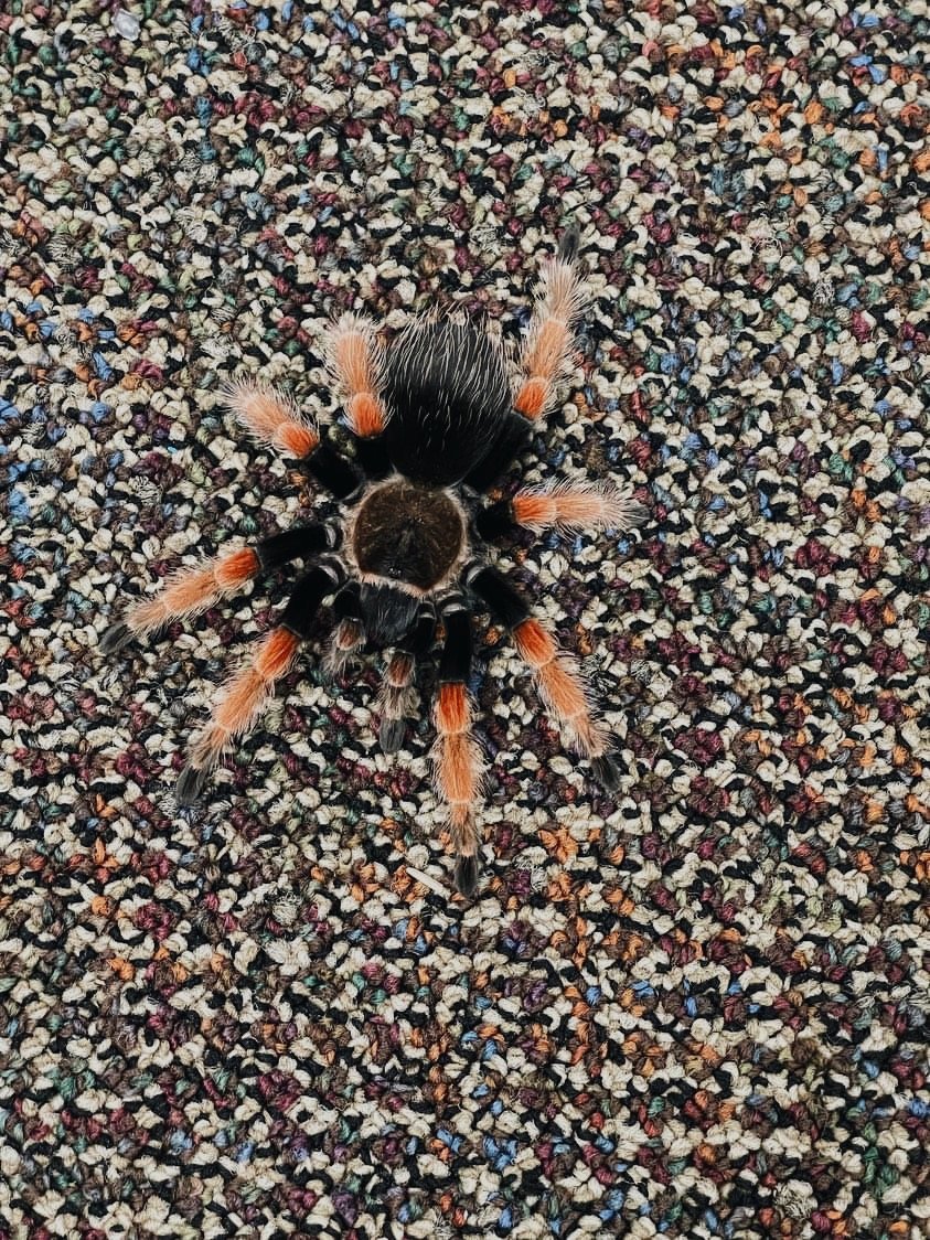 Close-up of a tarantula spider on a multicolored textured carpet.