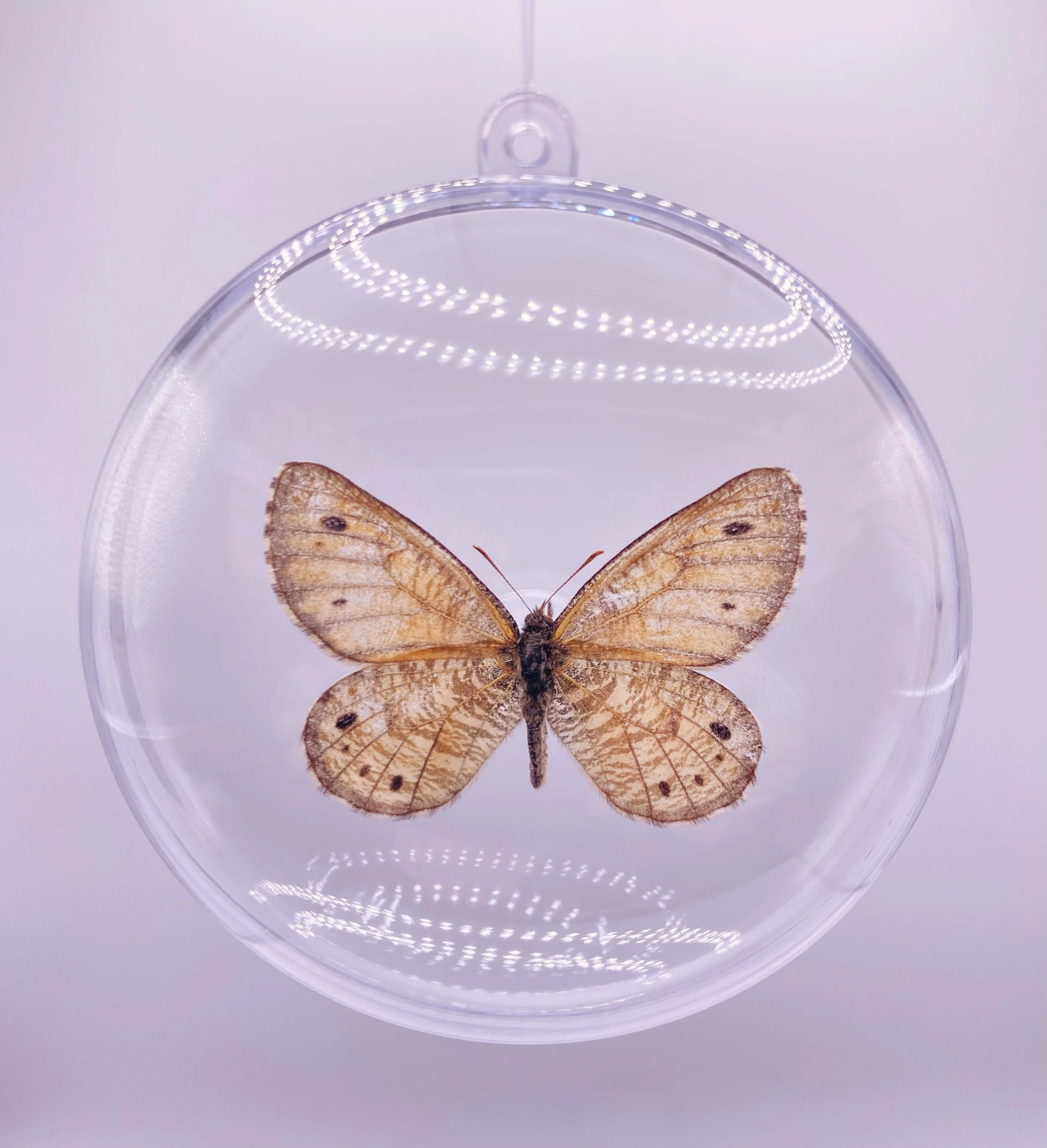Tan Butterfly Ornament