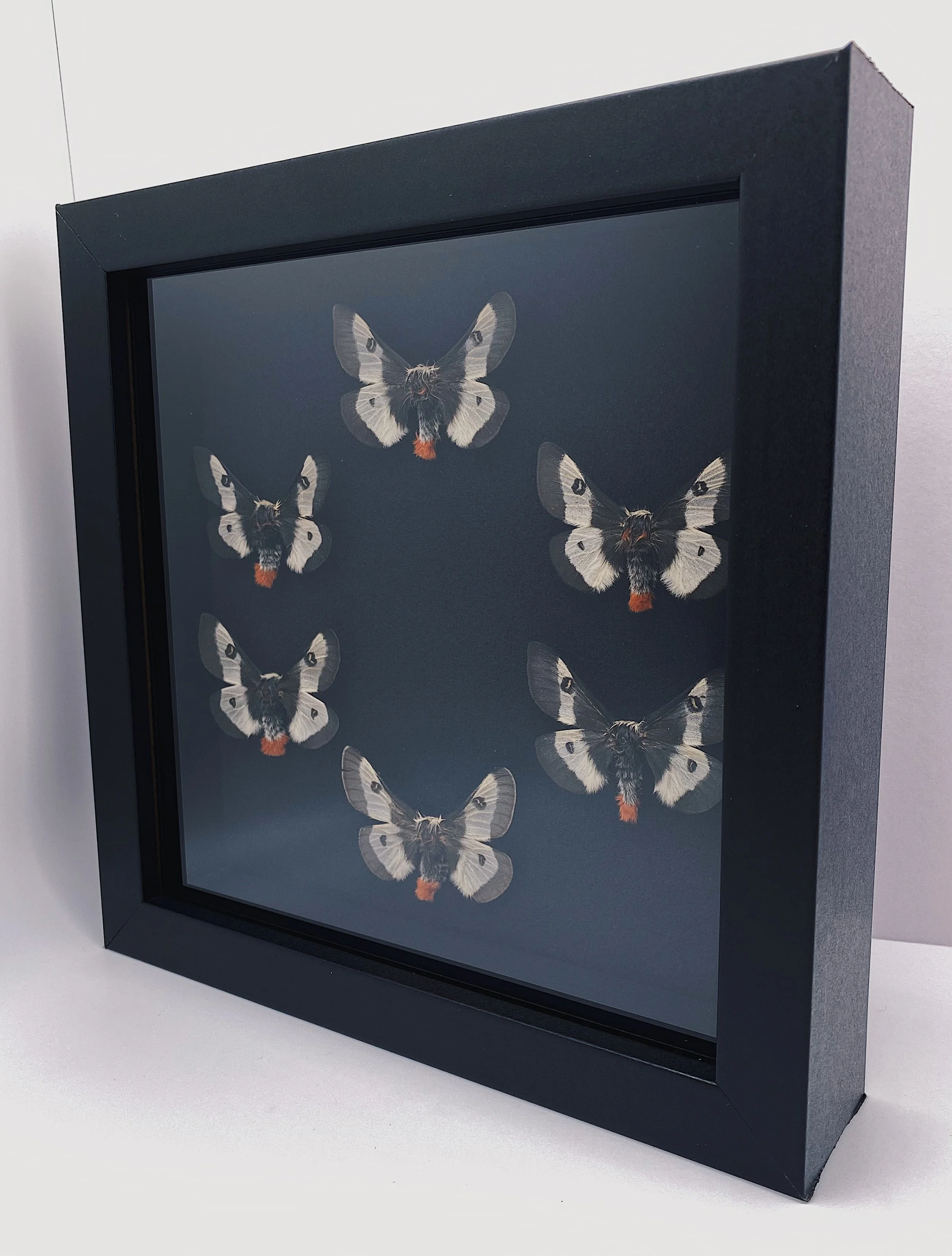 Buck Moths (Hemileuca maia)