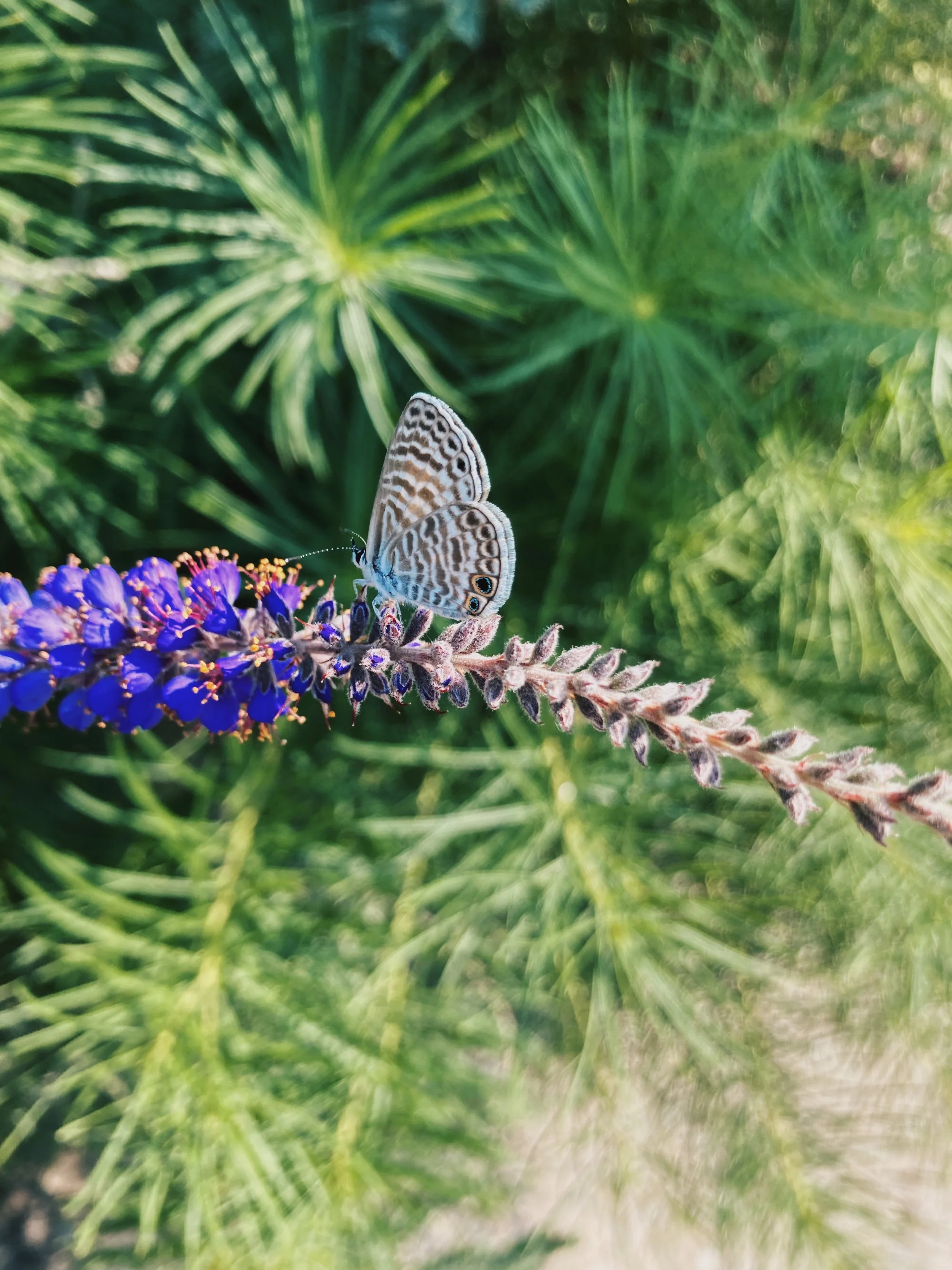 A butterfly with intricate black, white, and blue patterns on its wings, perched on a purple flower with green foliage in the background.