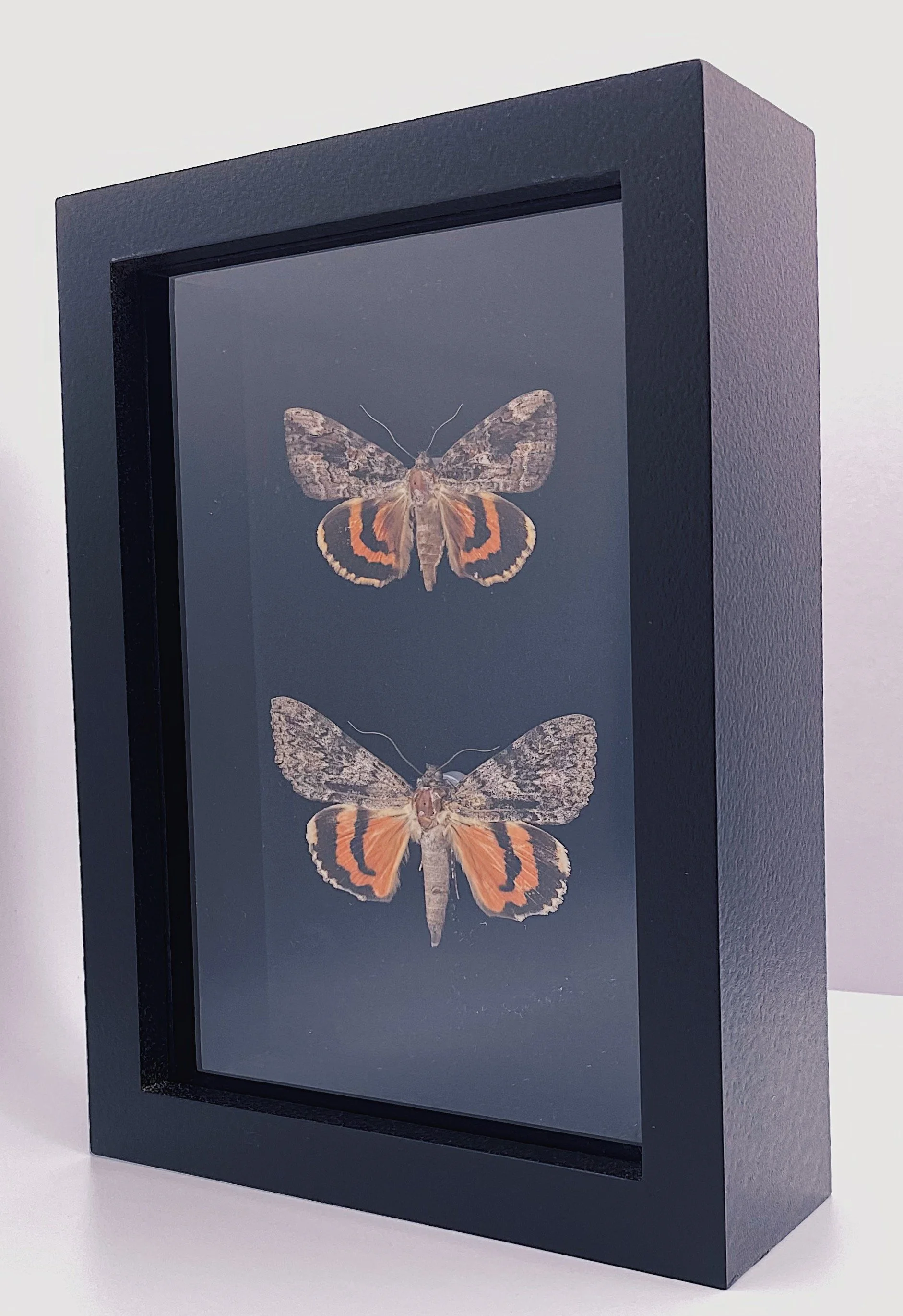 Red Underwing (Catocala nupta)