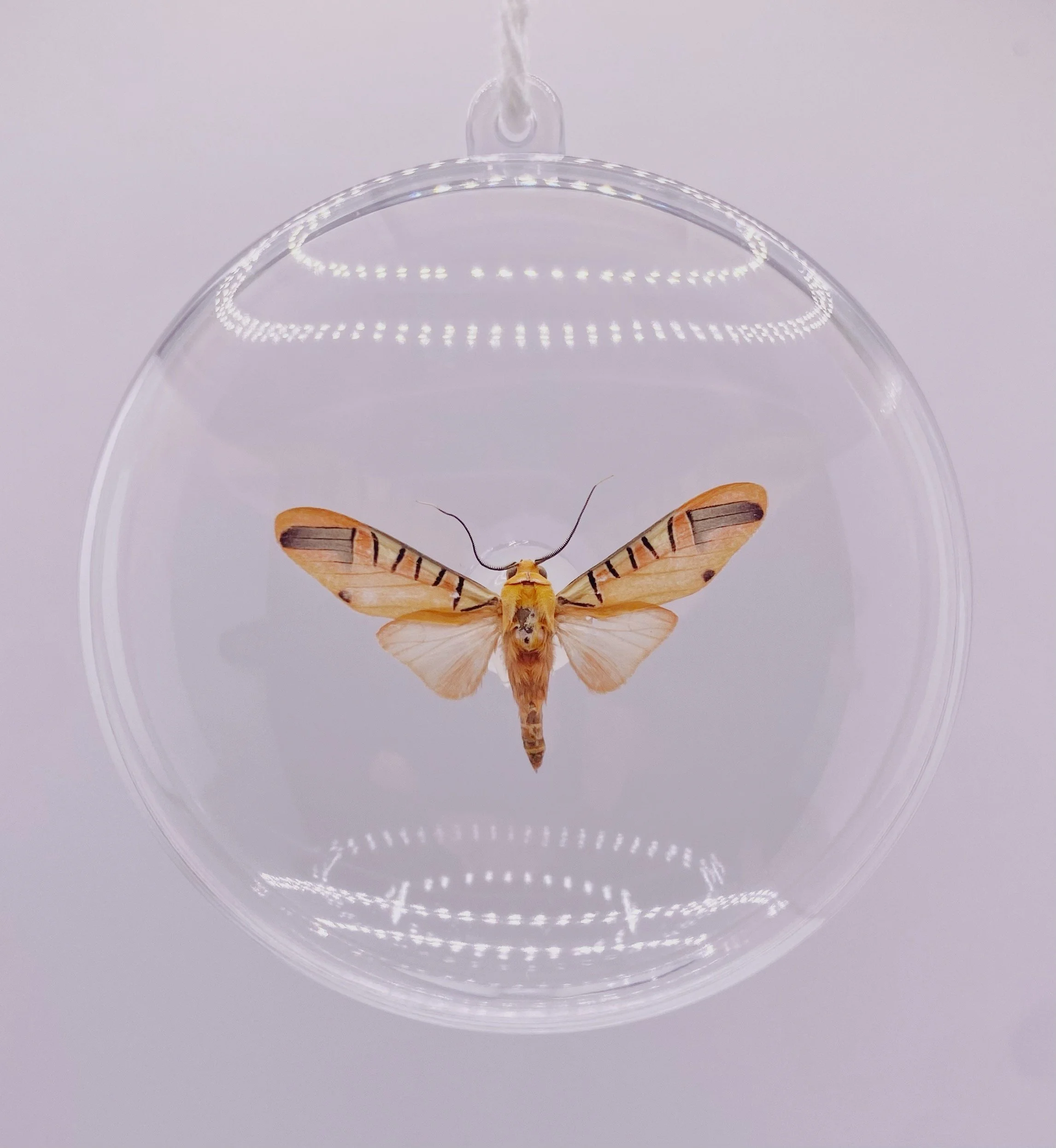 Detailed Moth Ornament