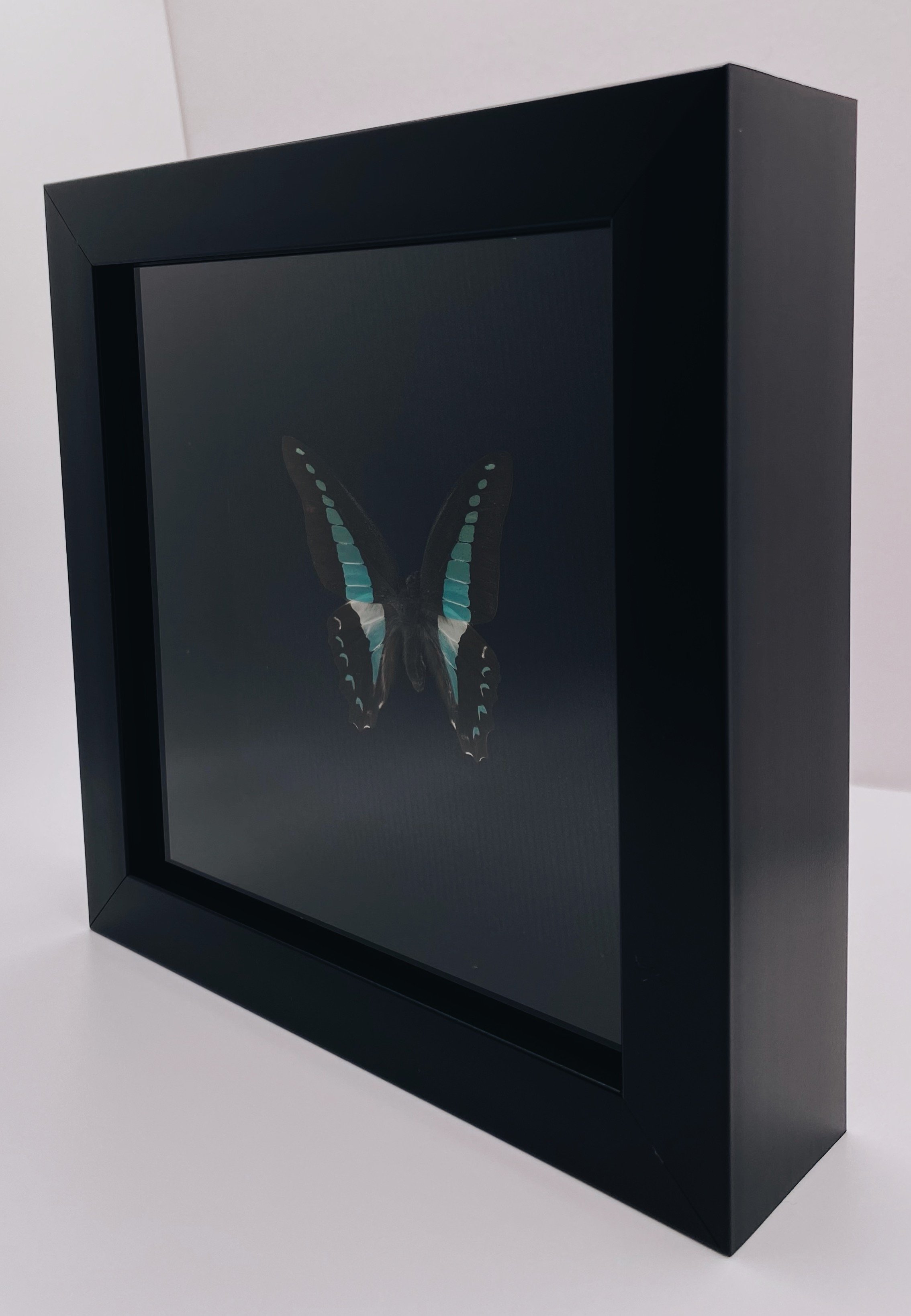 Common Bluebottle (Graphium sarpedon)