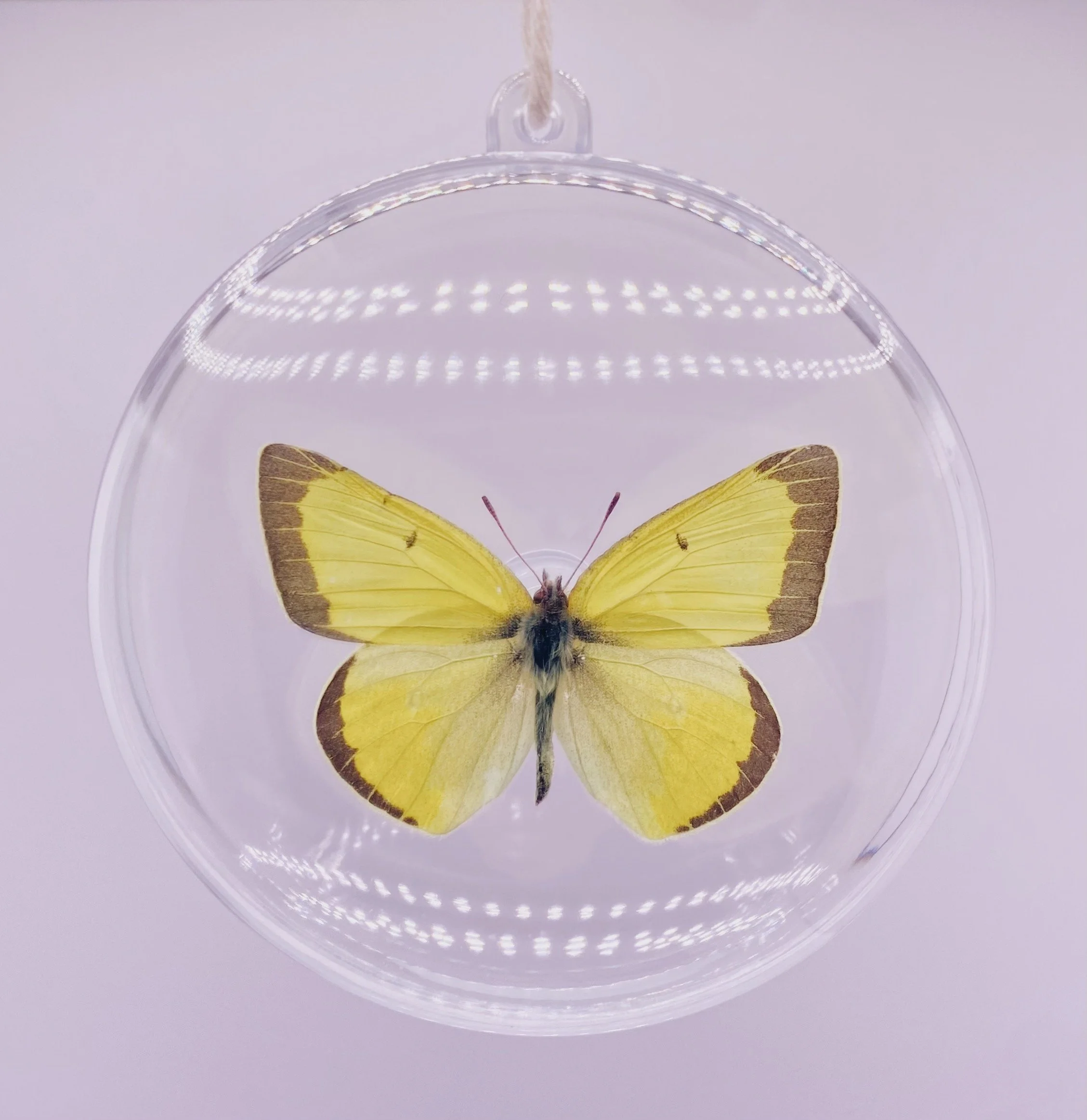 Yellow & Black Butterfly Ornament