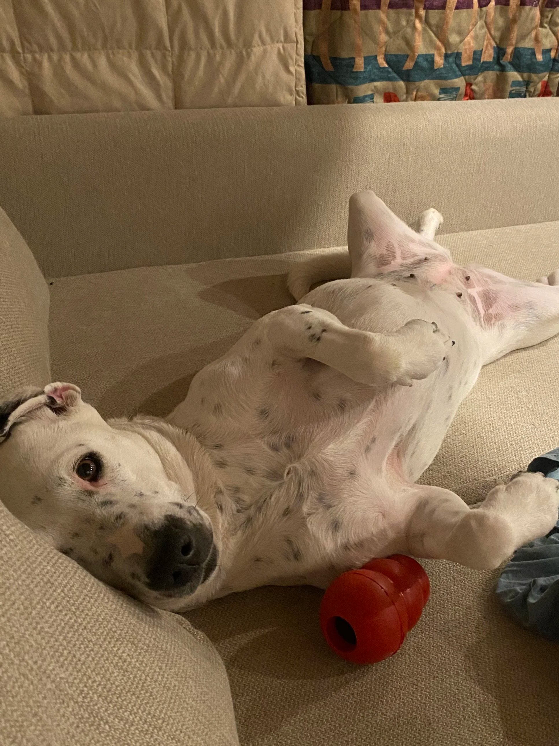 Harlequin, a white dog with black spots lays on her back looking at us innocently with her right ear flopped over.