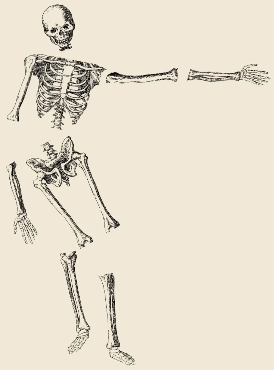 Vintage black-and-white anatomical illustration of a human skeleton shown in separate pieces, with the skull, rib cage, pelvis, arms, and legs spaced apart against a cream-colored background.
