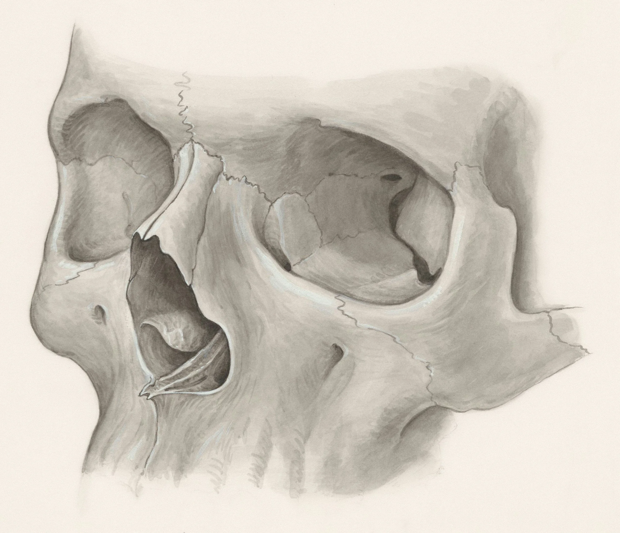 old-fashioned pencil drawing of a skull, facing oblique to the right.