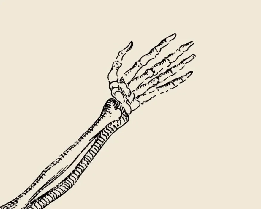Vintage anatomical illustration of the bones of a hand and forearm