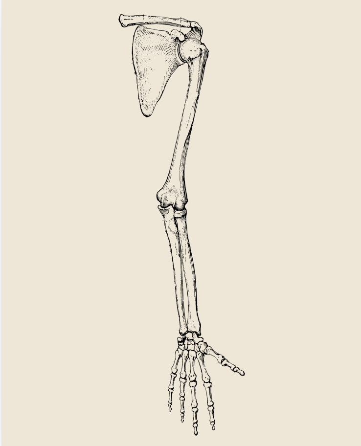 vintage anatomical illustration of a shoulder girdle, including scapula, humerus, ulna, and hand bones.