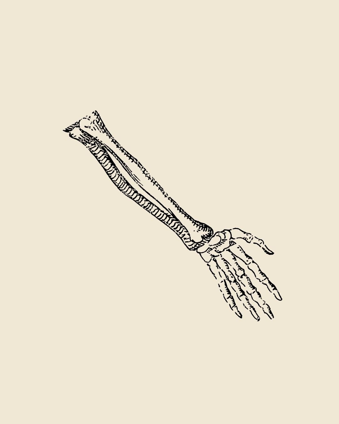 Vintage anatomical illustration of the bones of a hand and forearm