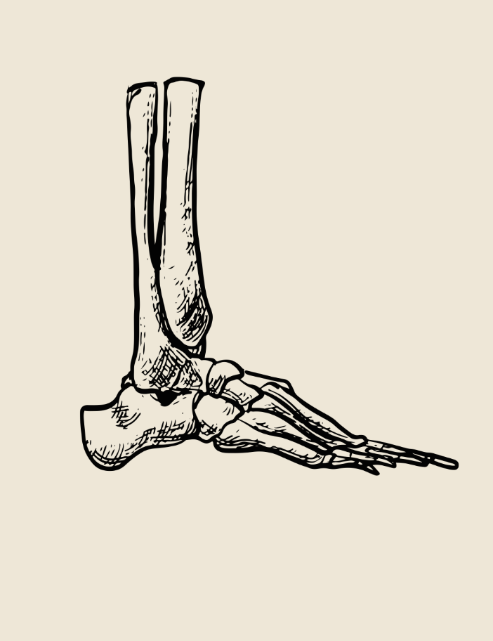 vintage anatomy illustration of the bones of a right foot, lateral view.